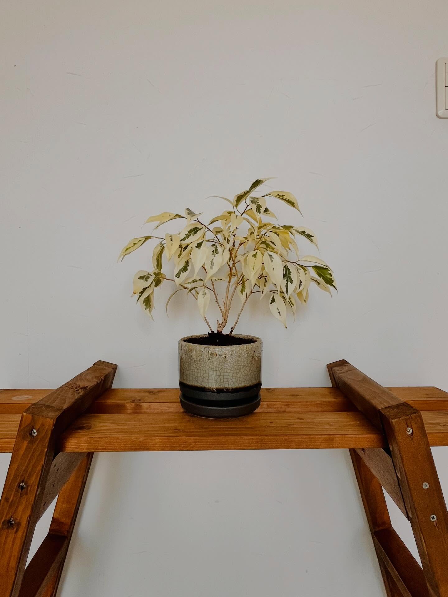 おはようございます😊
GOODLUCK Anjo 石原です
今週は月曜日にお休みを頂いていた事もあると思うのですが、平日から予約が取りづらい日が多く、沢山のクライアント様をお断りしてしまい申し訳ありませんでした。
まず今日の土曜日は15:00 16:00が空いておりまして、まだ来週のご予約には余裕がありますので、良かったらカラダのメンテナンスにいらしてくださいね☺️
(現在ですと15:00からが空いております)
そして、この前の日曜日・月曜日の連休の旅行で買って来た鉢に、奥さんがベンジャミンを植え替えてくれました🪴
う〜ん、可愛いっすな😌✨
っと、完全に自己満足な世界ですね💦
それでは、もう少ししたら施術に入らせて頂きたいと思います。
今日も一日よろしくお願いいたします!
#滋賀県#信楽#ベンジャミン#観葉植物