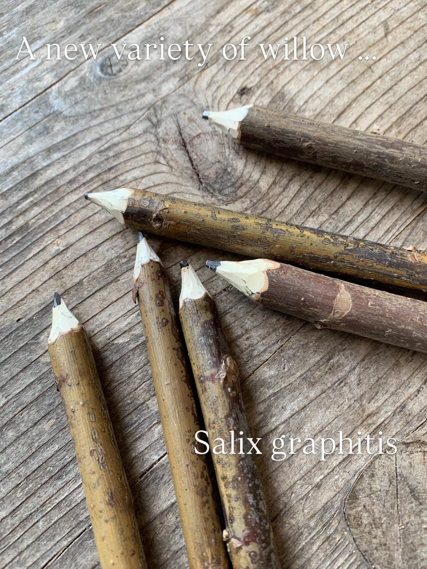 I’ve been cross breeding to create this variety of willow for years. Now I’ve achieved my goal - a willow that has graphite at its centre instead of pith so that I can grow my own pencils!
#growingwillow #pencil #aprilfool