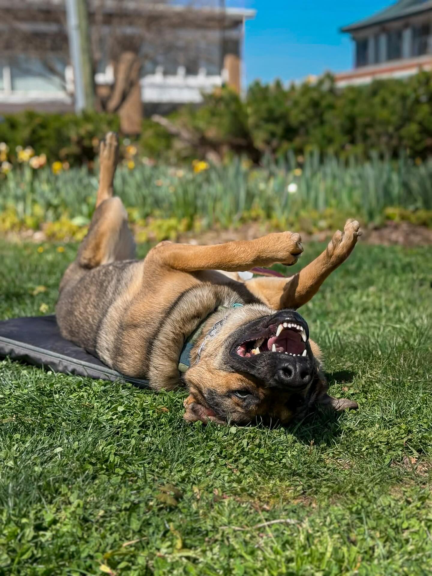 Mr. Frankie enjoying the sunshine and warm weather
#spring #dogsofinstagram #dogtrainer #dogtraining