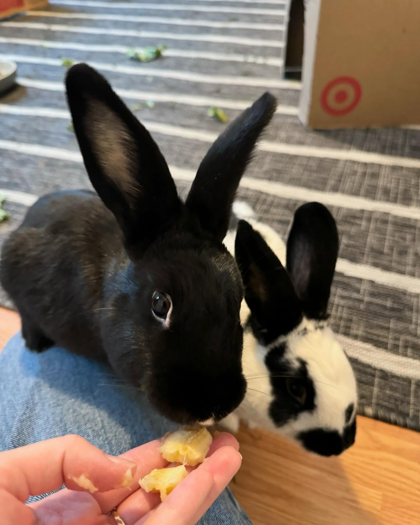 Seymour and Jasper eating some banana!