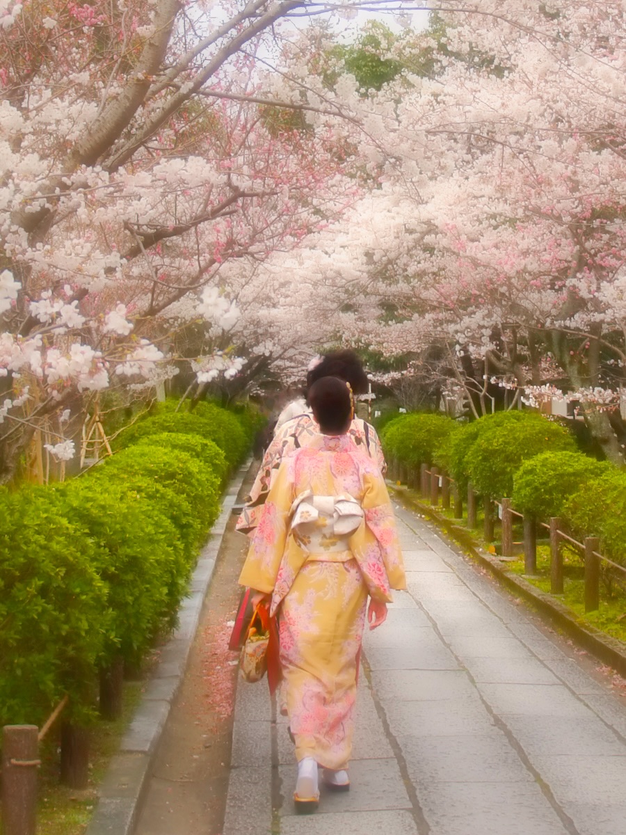 A new Japan tour is coming next spring, and this one is planned differently. Rather than fixed dates, we will follow the blossom forecast to give ourselves the best chance of shooting cherry blossoms at their peak. Join myself and @scotthowes for an immersive landscape and street photography masterclass. Spots are starting to fill, so click the link in bio for more information. #JapanTour #SakuraPhotography #StreetPhotography