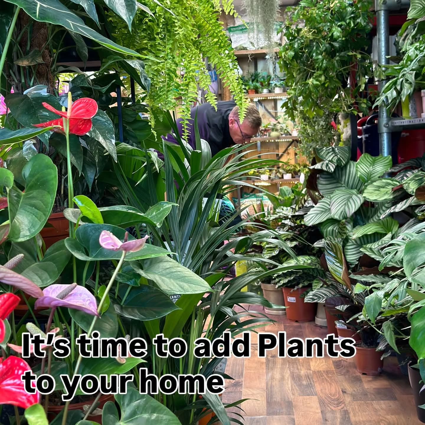 Plant lovers, this one’s for you 🌿✨
Yourhouseplants are joining us with lots of stunning house plants and bedding plants — perfect timing to get your home and garden looking its best.