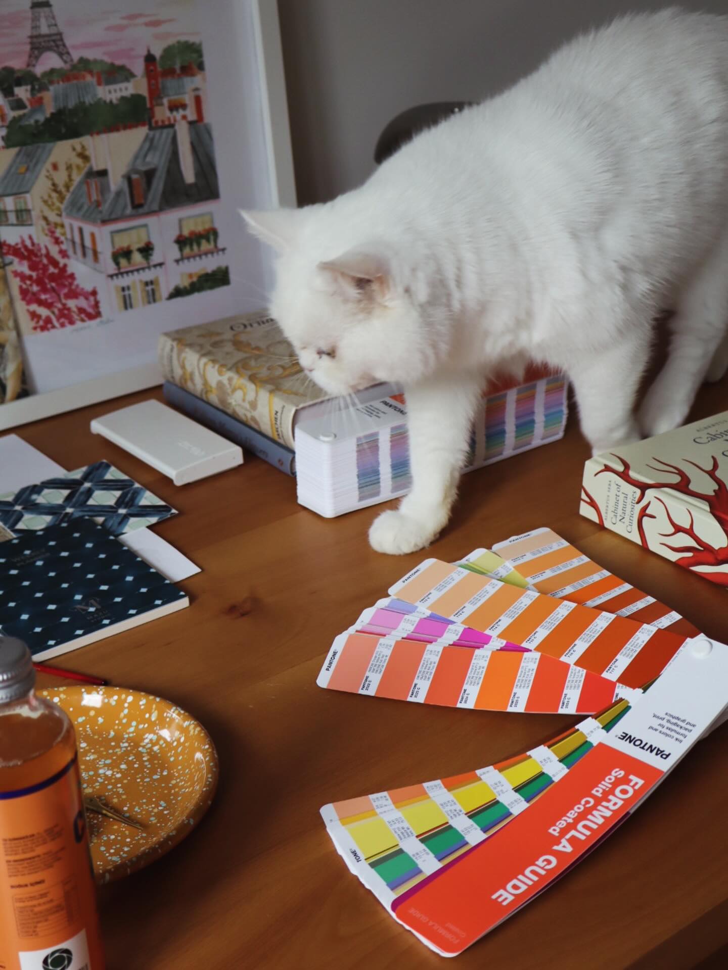 Fluffy home studio views โ๏ธ
#homeoffice #homeofficedesign #creativeagency #desksetup #cats_of_instagram