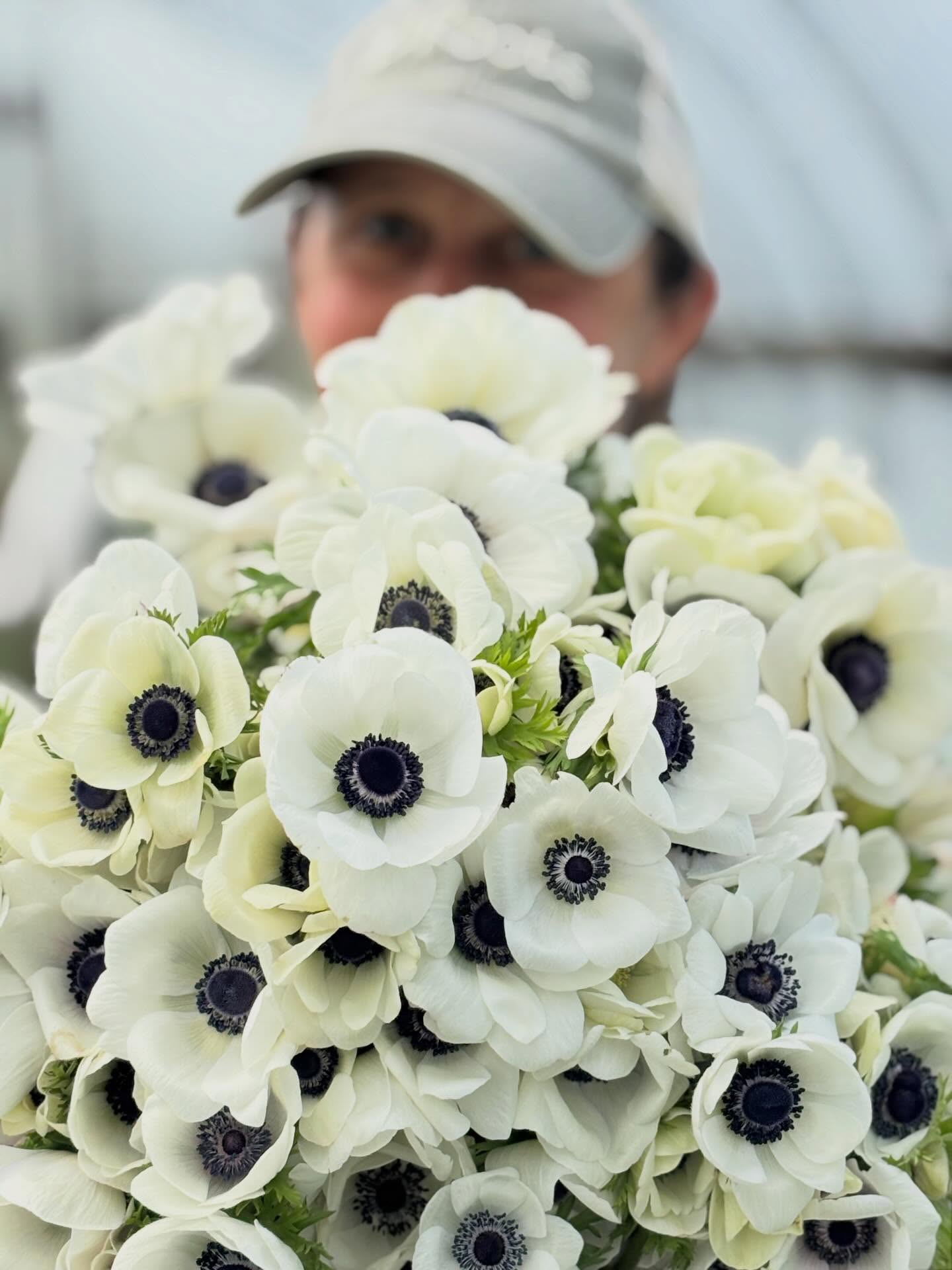 These beautiful anemones are becoming my metaphor of the year.
Last summer we removed the plastic from the greenhouse to help manage a terrible pest (symphylans). We tilled and tilled, grew succession after succession of sorghum cover crop. These corms were in the earth, being churned and tumbled, with no soft landing.
Never did I ever imagine they’d come back after such treatment. To my humble surprise, we are currently in the most vigorous, most abundant, tallest anemone crop we’ve ever had. …I mean I really can’t even use the term “grown” at this point because they really grew themselves.
It’s been a week, it’s been a winter, it’s been a season of challenge. And when I pop in the greenhouse and see undeserved abundance, I come straight back to my Roots. Undeserved, beautiful provision —not on my timeline and not always by my plan—but provision beyond my imagining. I’m working hard on leading with my values right now, and these little flowers are my best teacher.
If you want in on anemone abundance, they’ll be here at the farm this Friday and @talking_breads this Saturday for PopUps.