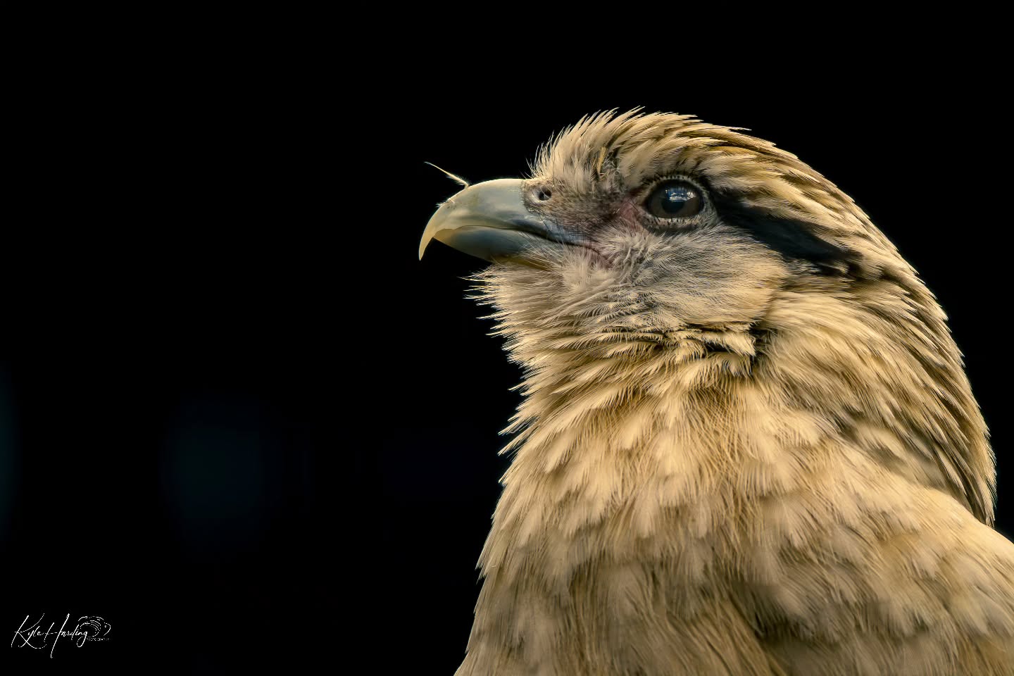 Quiet moments like this are easy to overlook.
No movement, no drama — just light, texture, and presence.
Sometimes those are the moments that say the most.
#wildlifephotography #wildlifeportrait #birdphotography #raptor
#animalportraits