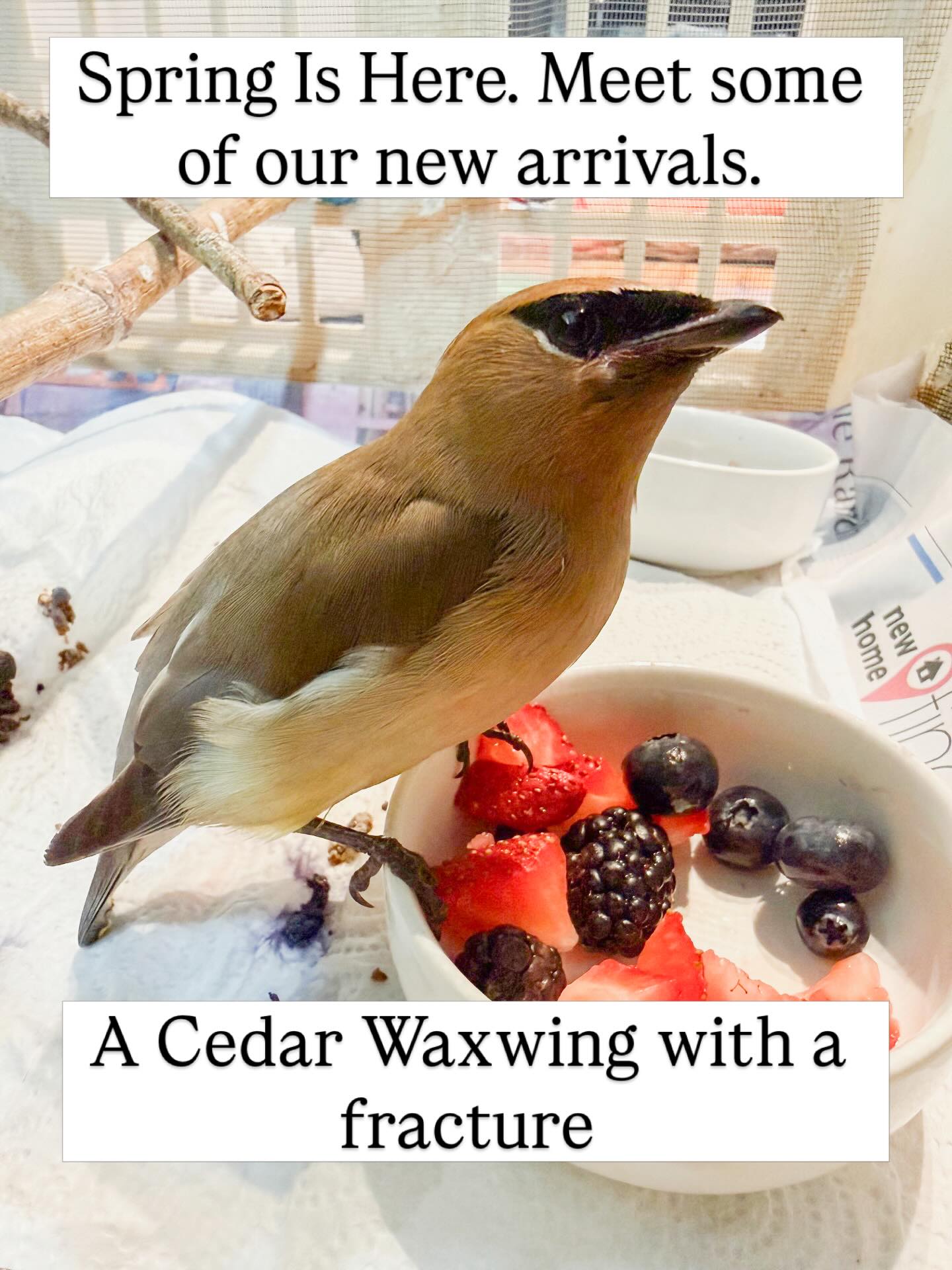 Spring time is our busy time. We’re just five days into the season and we are already seeing an impact of wildlife in need. Pictured here are just a few of our recent patients. The outlook for the Great Horned Owl is very good but the Cedar Waxwing has a more guarded prognosis. #wildliferescue #morganhill #gilroy #greathornedowl #cedarwaxwing