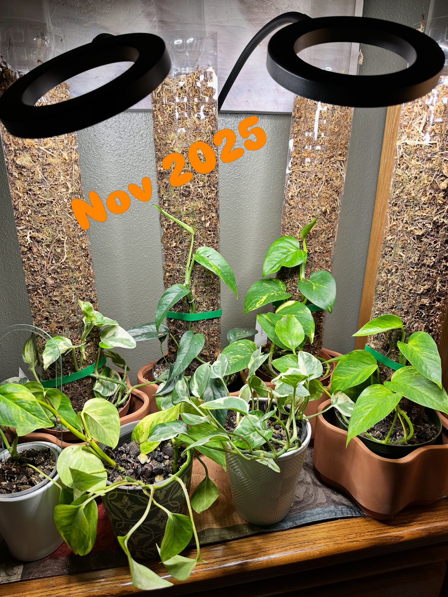 Thinking about giving your pothos a little upgrade? Try growing it on a moss pole! 🌿 While I might’ve gone a bit overboard with six poles going at once, even one can be super rewarding. Watching those leaves size up, watering made easier, and that albo pothos starting to *fenestrate*—it’s all worth it. This is just 5 months of growth!
Have you tried training your pothos up a pole yet?
#PothosOnPole #HouseplantGoals #PlantGrowthJourney #UrbanJungle #PlantParentLife
—