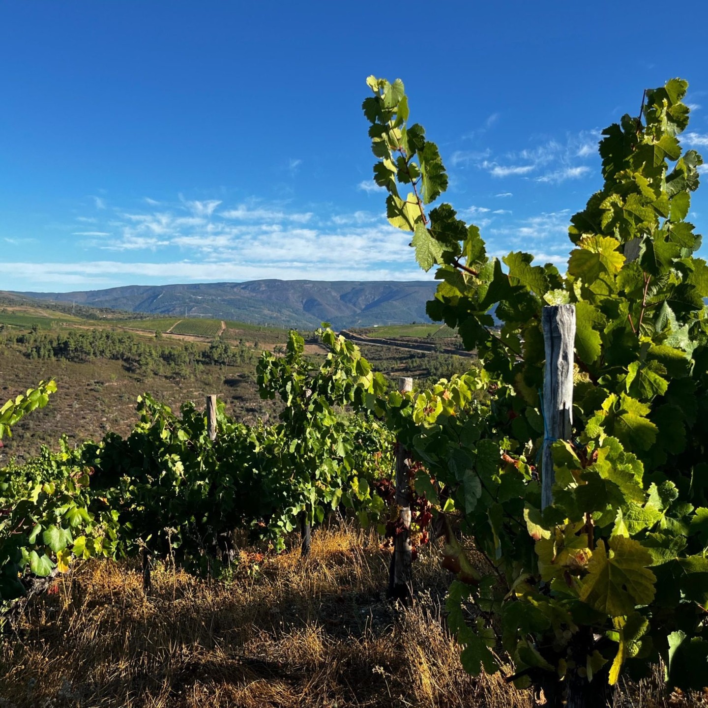 Say hello to Viña Somoza — a multi-generational family estate in Valdeorras.
The González family has been farming since the early 20th century. They’ve revived small, historic parcels across slate, granite and alluvial soils, focusing on local varieties like Godello and Mencía. Everything is farmed sustainably, picked by hand, fermented with native yeasts… basically, minimal fuss, maximum expression. With 40+ international awards and listings in Michelin-starred restaurants, they’ve become a modern benchmark for Valdeorras and we are super excited to have them as part of our list.
Now available:
✨ Neno Godello
Think white flowers, crisp apple and pear, a little fennel twist, and a citrusy, slightly salty finish that keeps you coming back for another sip (and another…).
🍷 Via XVIII Mencía
Light, juicy, elegant and expressive. Wild red berries, a bit of herbal lift, soft tannins — basically the kind of red you open “just for a glass” and suddenly the bottle’s gone.
A beautiful introduction to one of Spain’s most exciting regions.
#Valdeorras #Godello #Mencia #SpanishWine #NewProducer #SustainableWine #AtlanticWines