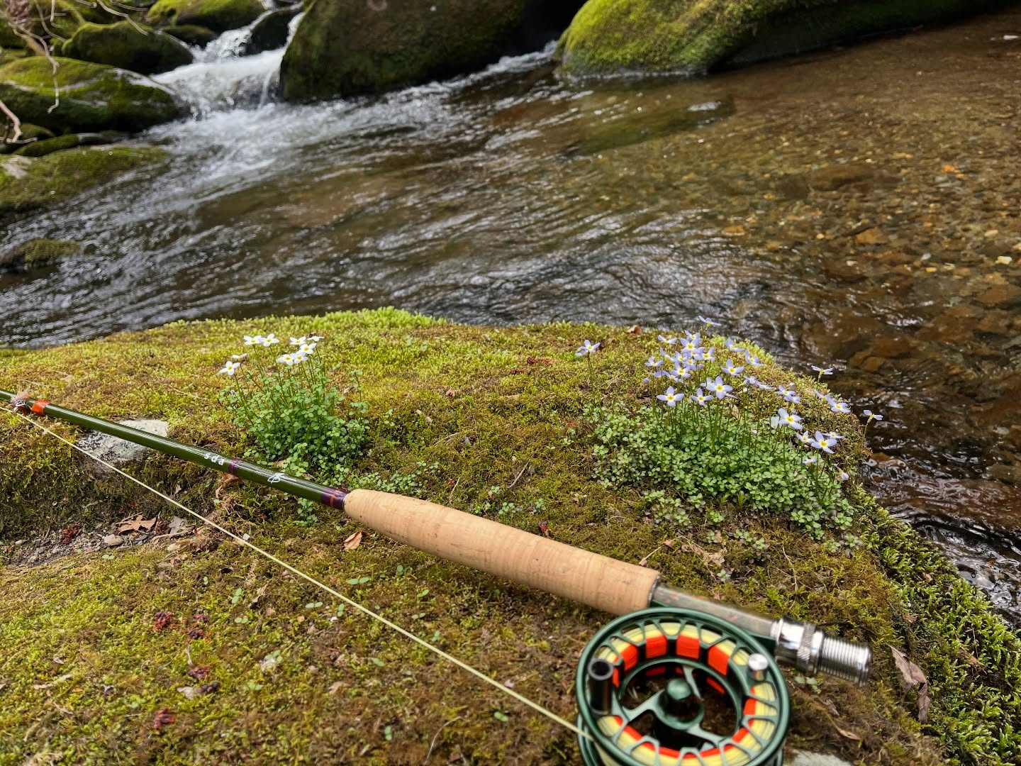 Our friend Steve Ainsworth and his son William putting a custom 7’6” Classic OG 3-wt Sullivan Fly Rod to work up in the Great Smoky Mountains 🎣
Built with colors inspired by his alma mater, Clemson University, and made even more meaningful knowing our own Tim Sullivan had the chance to advise his PhD journey along the way.
Nothing better than seeing a rod like this in its element!⛰️
Thanks for the awesome photos guys!