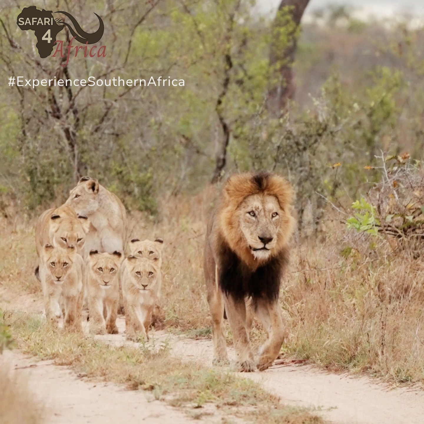 A king and his pride on the move. Wilderness at its most regal.🐾
#Safari4Africa #Safari
#LuxuryTravel #LuxurySafari #BespokeTravel #ExclusiveTravel
#SafariExperience #AfricanSafari #WildlifeTravel
#SouthernAfrica #ExploreAfrica #AfricaTravel #VisitAfrica #SafariAfrica
#LuxuryLodge #SafariLodge #LuxuryCamp #FiveStarTravel
#InstaTravel #TravelInspiration #LuxuryEscapes
#krugernationalpark
#capetown
#southafrica
#namibia
#botswana
#zimbabwe