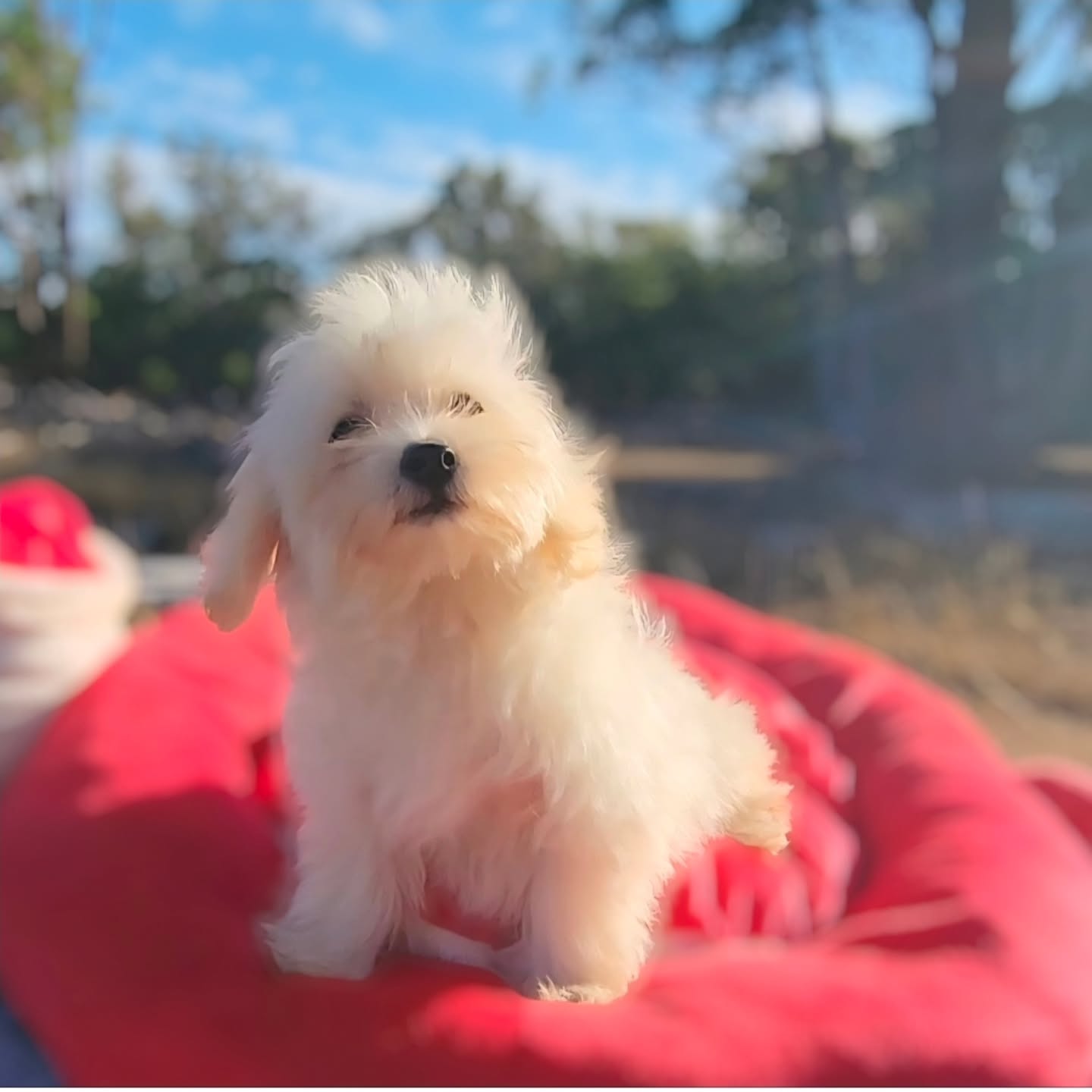 Pocket moodle boy, expected adult size 2kg. Super loving all kisses.
for more information please visit www.katashillviewkennels.com
#moodle