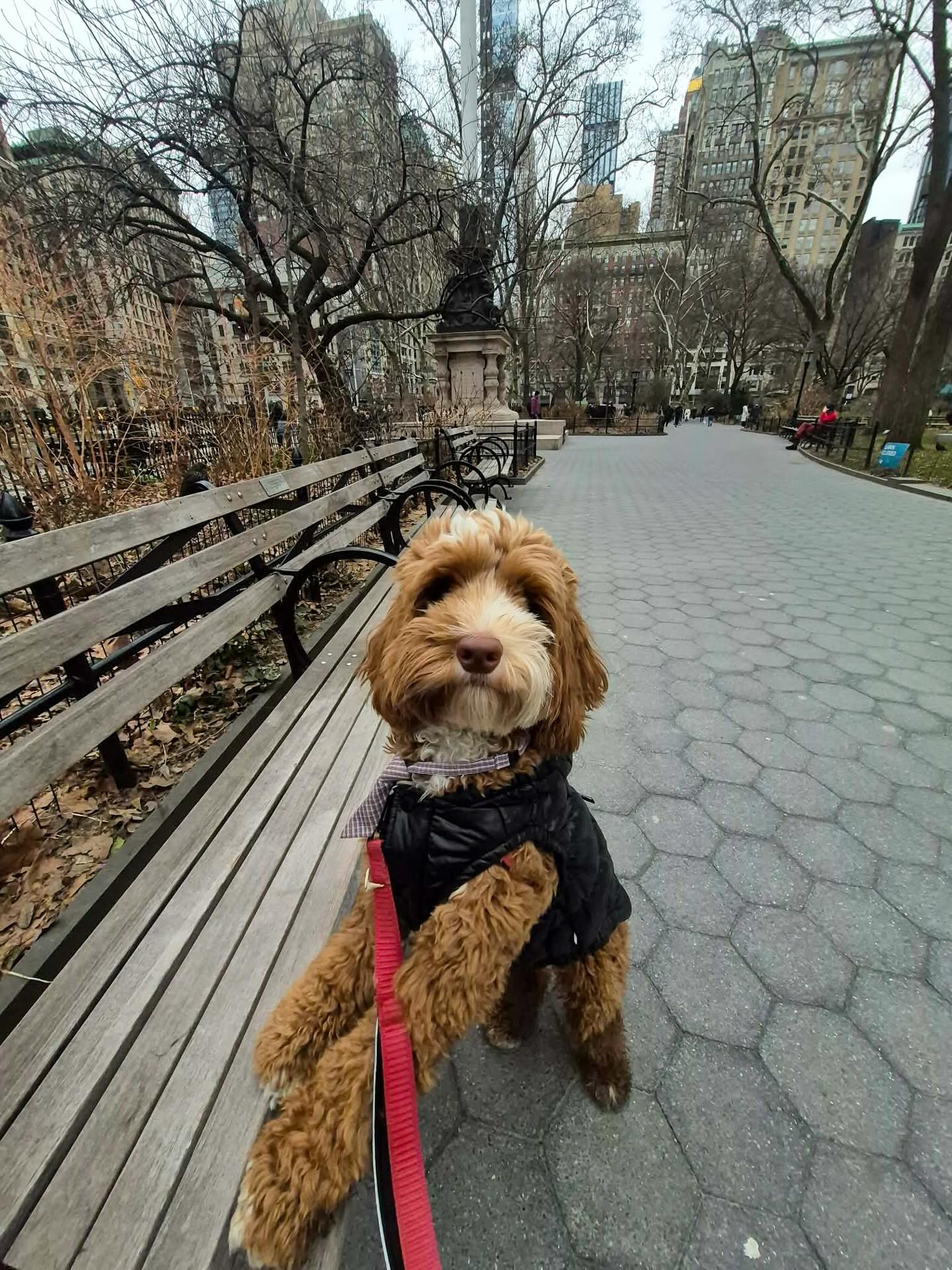 Pretty boy walking through the city like he owns it ❤️🐾🐾
#dogsofallboroughs #aussiedoodle #australianlabradoodle #dogsofchelsea #doodlelove