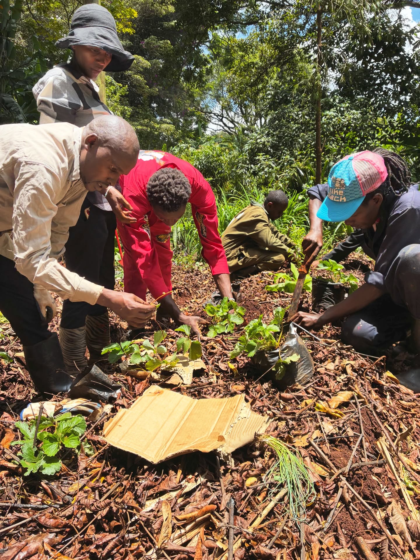 Going through all the different planting techniques and stages with @wajukuu_artists_collective 🫘 🌾 A completely eventful and practical last couple of days with them.