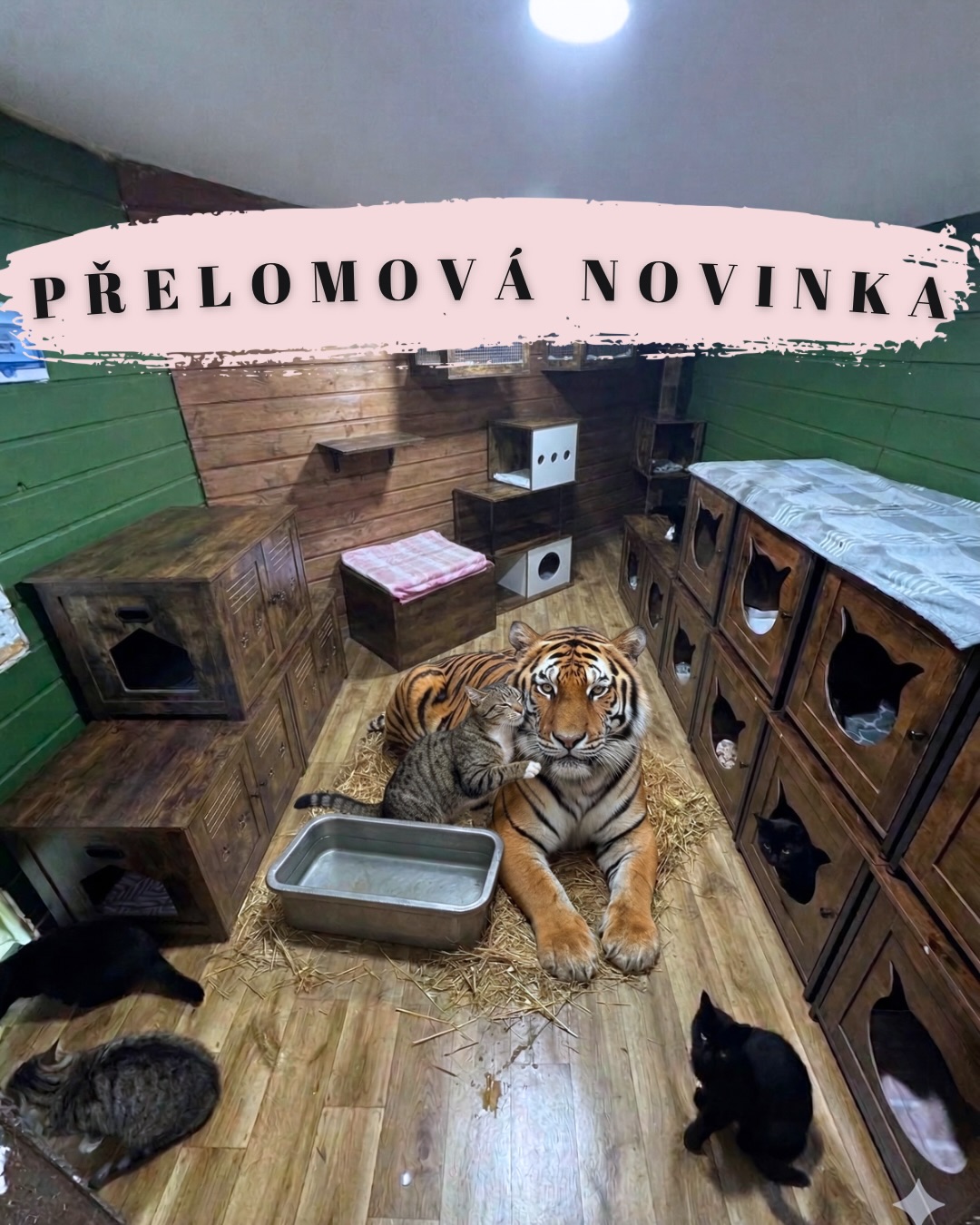 PŘELOMOVÁ NOVINKA VE ŠKLÍBĚ: Rozšiřujeme naši agendu! 🦁🐯✨
Přátelé, dneska pro vás máme zprávu, která navždy změní tvář Šklíby. 😱 Po pěti letech péče o domácí kočičky jsme se rozhodli udělat obrovský krok a začít pomáhat i těm největším z nich. Šklíba oficiálně otevírá sekci pro divoké šelmy v nouzi! ❤️🌍
Realita soukromých chovů nás nenechala chladnými, a tak jsme vybudovali specializované zázemí 💪 a naše veterinářky prošly tvrdým tréninkem. Jak vidíte na fotkách, první svěřenci už se u nás rozkoukávají:
Náš levhartí puberťák Baghíra už nám „pomáhá“ s administrativou na notebooku. 💻🐾
Malý lví kluk Simba si poprvé v životě užívá bezpečný pelíšek a pohlazení. ❤️🛋️
A jaguár Diego už má za sebou první (pěkně ostrou!) prohlídku zubů. 🩺🦷
No a náš plachý tygr Šer Chán už obývá Jungli a stáli obyvatelé jsou z něj nadšeni 🐯🥰
Je to pro nás obrovská výzva, která vyžaduje úplně jiný level odvahy (a mnohem větší porce masa!). Jsme vděční, že u tohohle historického milníku stojíte s námi a věříme, že tuhle divočinu společně zvládneme... ✨🥩
KRÁSNÝ APRÍL VŠEM! 🎉🦁🤣
Terka ze Šklíby 🐾