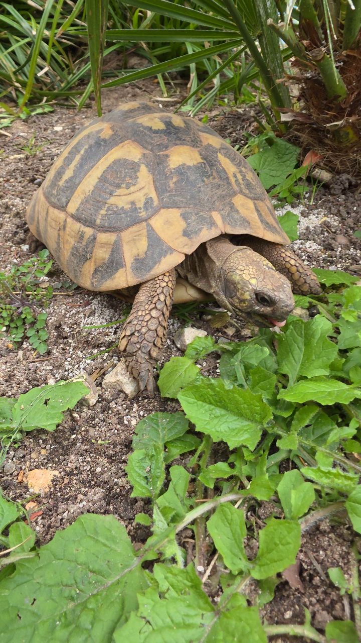 Nothing beats home grown weeds in calcium rich soil!
#tortoise #midlandtortoise #tortoiseofinstagram
