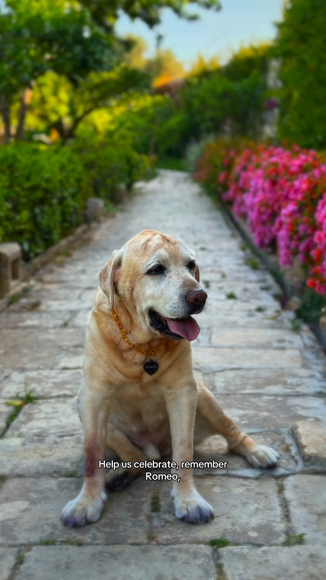 Good dogs deserve to be remembered well.
Join us for the Prohibition Ball on 18th April as we dance, dress up, and raise money for @mspca_malta - in Romeo's honour and in his spirit.
Grab your tickets before they're gone: https://www.palazzoparisio.com/post/the-prohibition-ball