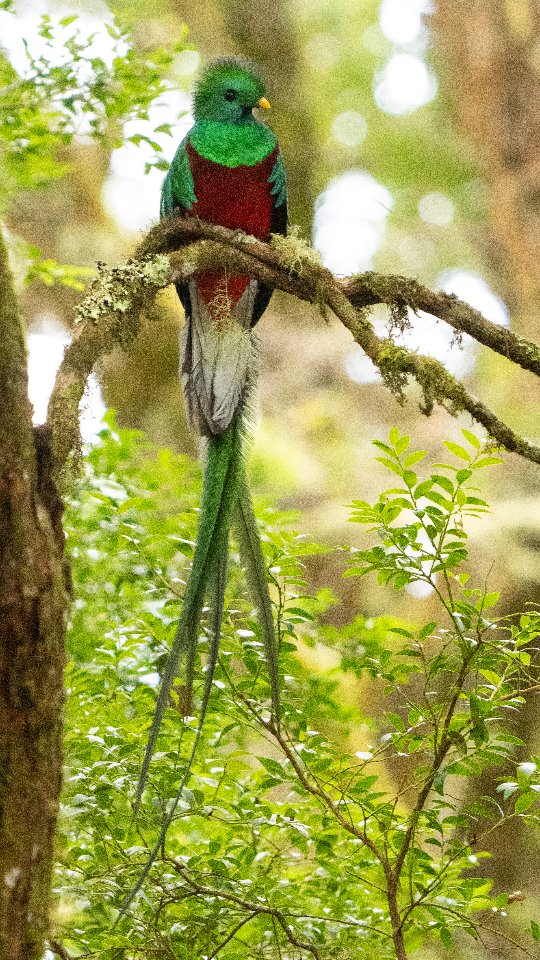 ✨ Estas hermosas visitas de este mes 😍
El majestuoso quetzal resplandeciente, un ave sagrada para las antiguas civilizaciones mesoamericanas, símbolo de libertad y conexión espiritual con la naturaleza. Se decía que su belleza era tan pura que no podía vivir en cautiverio, convirtiéndolo en un guardián de los bosques y la vida silvestre.
En nuestros senderos, entre la neblina y el susurro del bosque, podrías tener la dicha de encontrarlo.
Si la suerte te acompaña, podrías apreciar más de 5 en un solo recorrido… una experiencia simplemente mágica 💚✨ 📷@enriqueced16