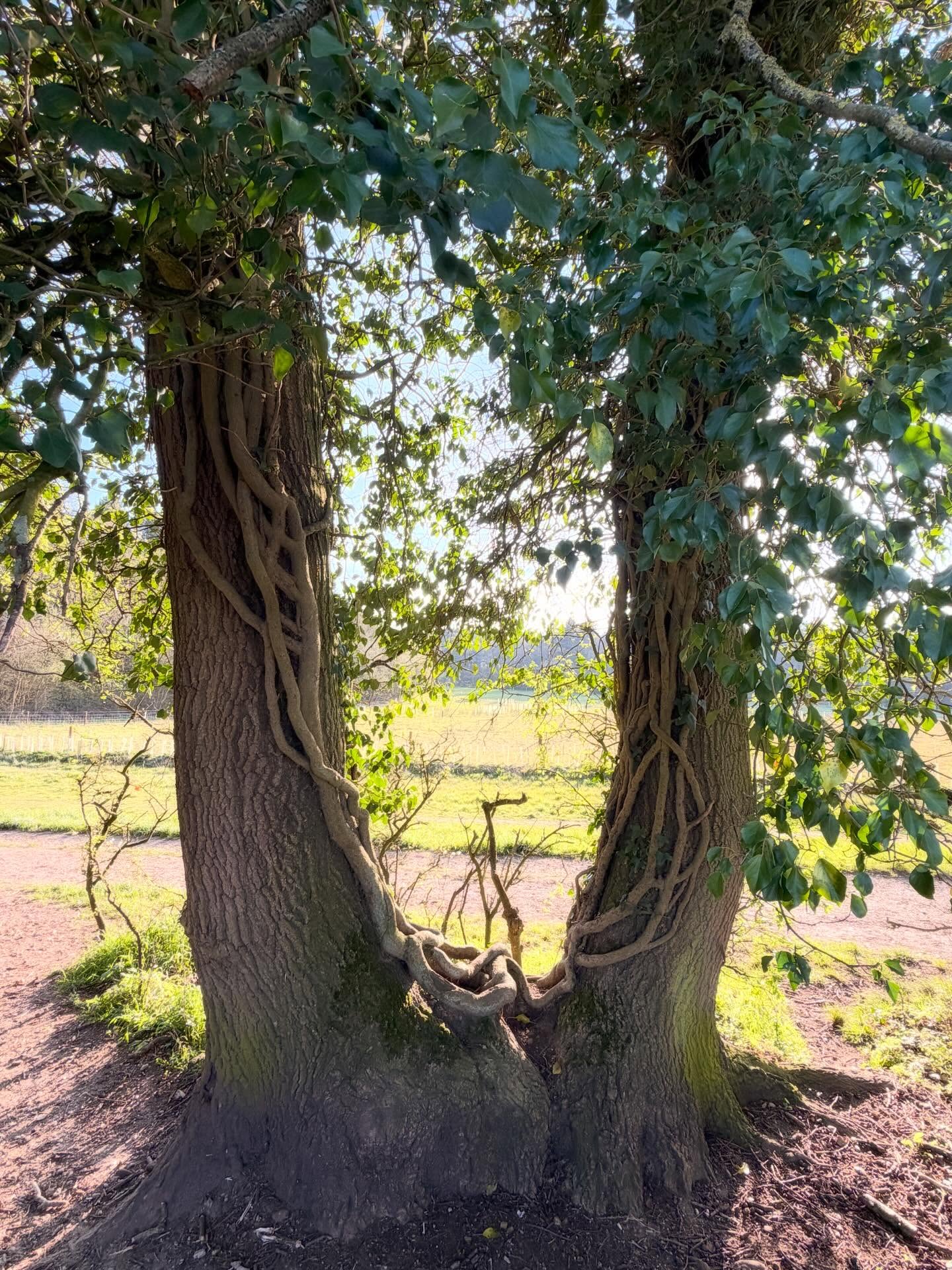 Been laid up with the lurgy since Sunday and ventured out for the first time today. Did I take the path on the left, right, or head straight through the portal? #berkshirecountryside #berkshiredowns #northwessexdowns #magicaltrees