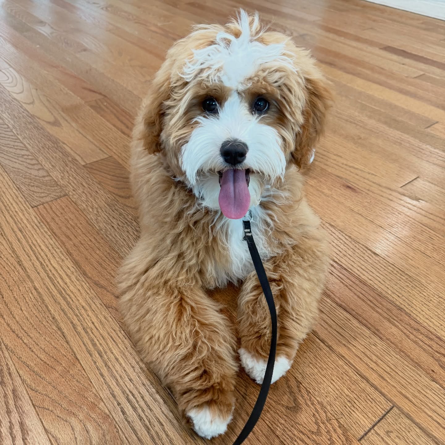 15 pounds of pure fluff and sweetness⦠this is Scout. šJust a happy, fluffy little thing⦠I swear I look at her and think, how are you even real!?
Sheās a ruby tuxedo Australian Mtn Doodle from Sadie and Moss, from our hunting litter⦠and goodness she is just as cute as they come!