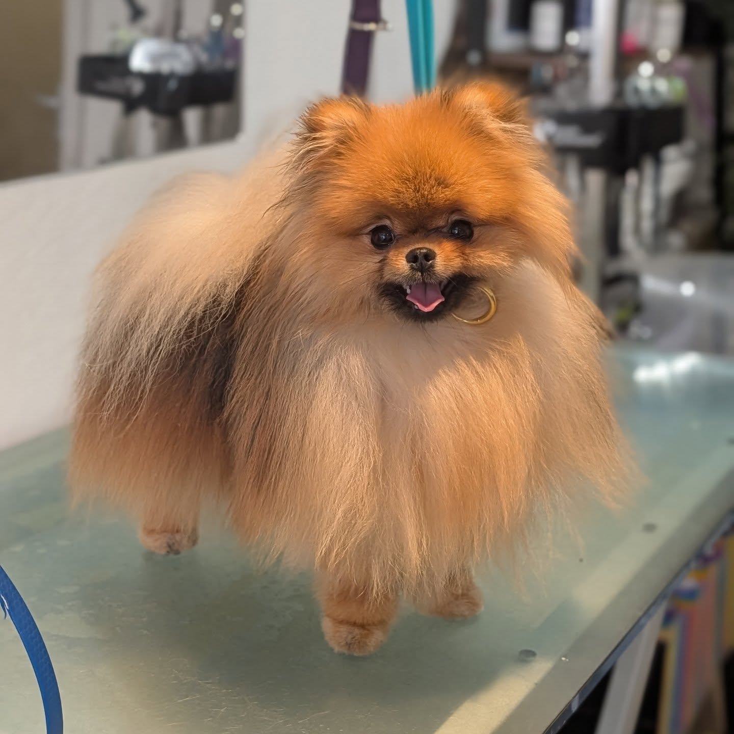 Little @taytothepom being his adorable little self!! 🥹❤️