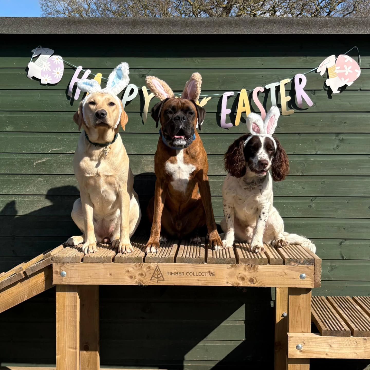 Final day of our bunnies 🐰 Happy Easter everyone 😊