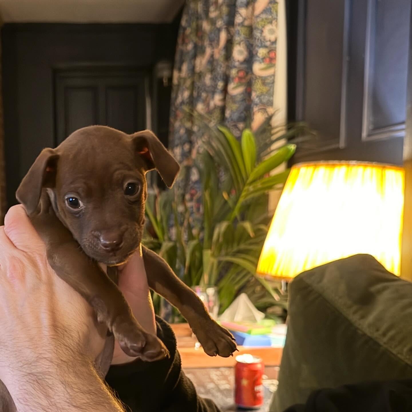 This is Ted. He’s a nutter. The newest member to the Elliott family.
I’d forgotten how much a baby or puppy completely turns the entire house upside down but so grateful our two girls are home as they have been so much help. ❤️
Things are little slower here at Oldhaus due to this little bundle of cuteness but I am getting up to speed on your orders.
P.S. The cat is not impressed. 😆