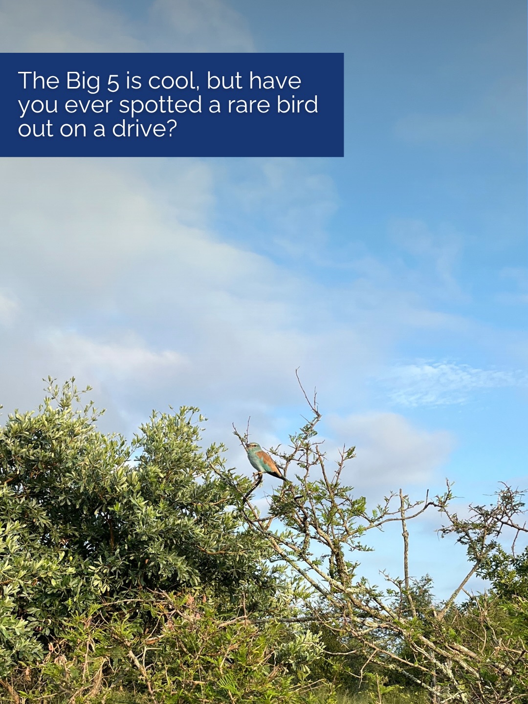 If you appreciate the little things, you’ll never have a bad game drive.
While the Big Five usually get the headlines, the bush is packed with life that’s just as captivating if you know where to look. For birders, this place is absolute paradise. From the massive Saddle-billed Storks and majestic Fish Eagles to the vibrant flash of a Lilac-breasted Roller, there’s always something interesting to find.
Depending on the season, you might even spot some of the rarer species that call this corner of the world home. Whether you’re a lifelong twitcher or just starting to notice the details, the diversity here is staggering.
Are you an avid birder? We’d love to hear about the rarest bird you’ve ever spotted.
Drop your best sightings in the comments, and if you’re ready to see them for yourself, tap the link in our bio to book your next stay.
Images by @vivve._
#safari #africansafari #wildlifeofsa #wildlifesafari #wildlifeofinstagram
thornybushgamereserve