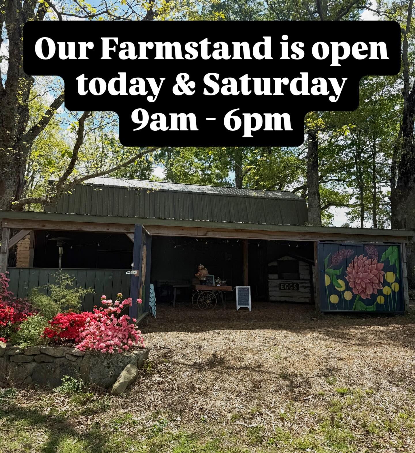It’s Easter weekend and time to set your table with some specialty tulips. We are restocking the farmstand all day today and tomorrow. Open 9am - 6pm. The farmstand accepts exact change or Venmo.
If you haven’t been to the farm before just look for the big green barn. Can’t miss it!
This is the last of the tulips for the season so come get them! 💐
Happy Spring yall!