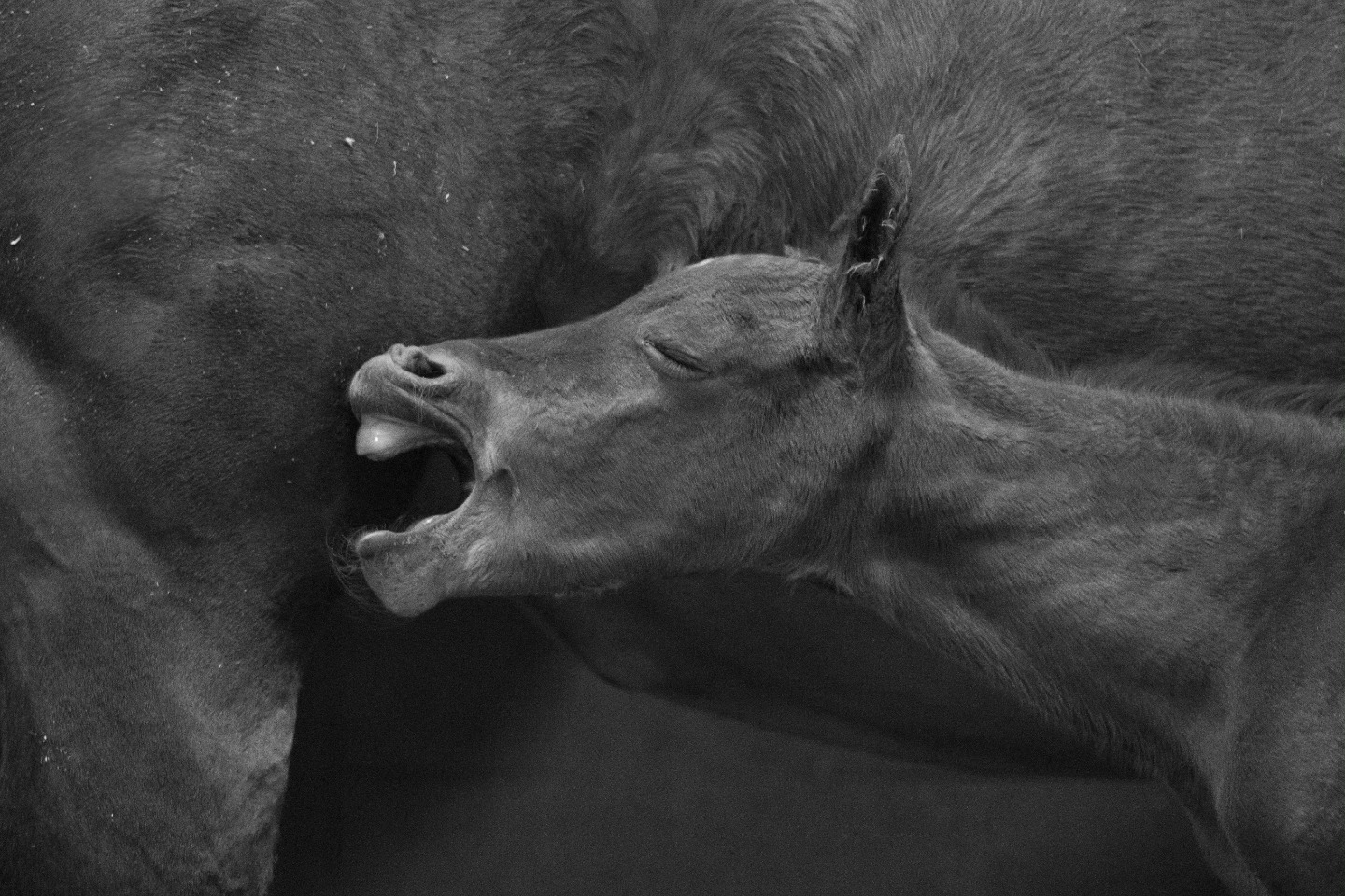 Another rainy Monday! He's NOT having it!
Sparks Gotta Whiz x @thekidsgottagun
Photo: @l2hphotography
@santahillranchbreedingbarn
#nrha #NRHAReining #reining #reininglife #foal #foals #foalsof2025 #foalwatch #horselovers #horsebreeding #aqha #stallion #foalsofinstagram