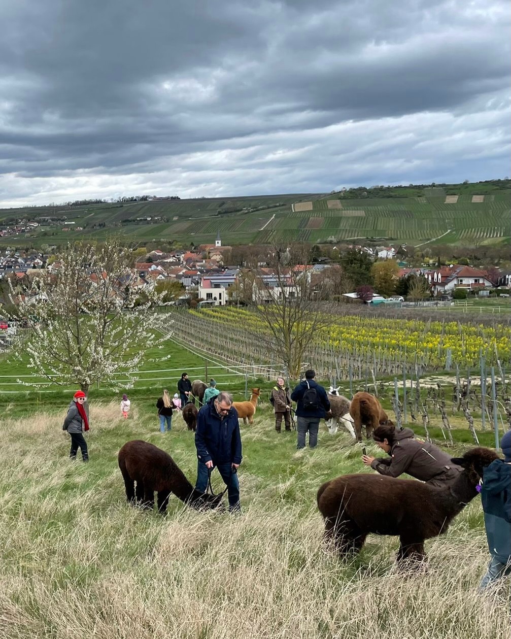 🐰
Beste Grüße von unserer tollen Ostertour 🤩
Seht selbst……🫏🦙 🤗
Unser rheinhessisches Hügelland ist aber auch wunderschön und die Nähe zu den Tieren und die frische Luft tuen ihr übriges!
Seid herzlich gegrüßt und habt ein wunderschönes Osterwochenende 🫶,
🫏🦙 die Jungs
#ostern #lamas #esel #alpakas #frühling
