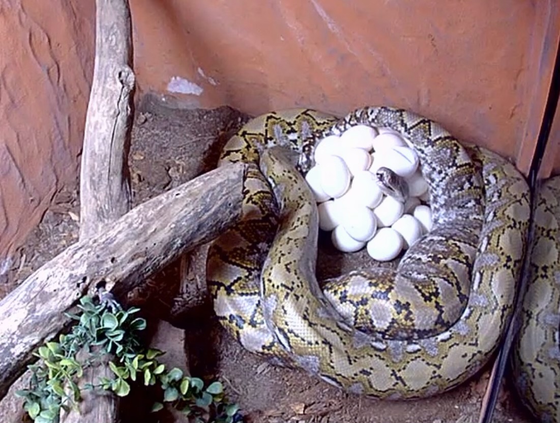 So my wife told me our snake was laying eggs. I of course didn’t believe her with today being April fools. But she wasn’t lying!!! Pure Kayuadi female breed to an Ocelot 100% het Indo/purple.
I don’t know what she had her head sticking out in the middle of her eggs. lol