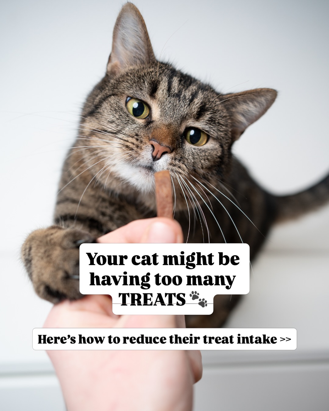 👀
@mikesvetdxb
#catmeme #catlove #cats_of_instagram #catlife #vetmed