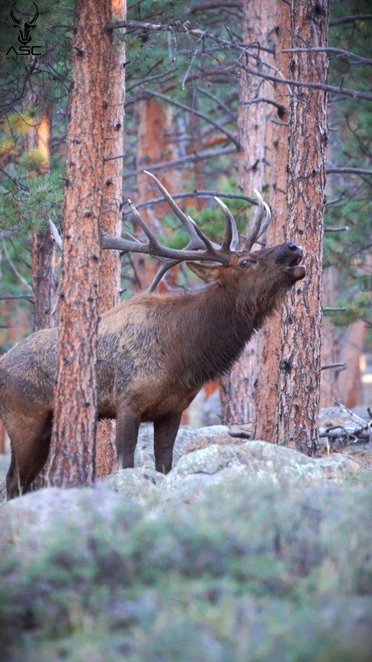 When you're alone in the forest with a Rocky Mountain bull elk time stand still. Moments like this I'll never forget.
KJ in Rocky Mountain National Park 2025.
Photography by @ascwildlife
.
.
#wildlifephotography #naturelovers coloradowildlife #bullelk #rockymountainnationalpark