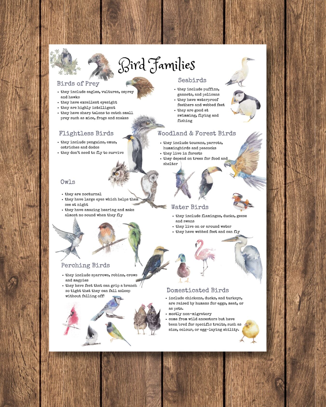 🚨 Freebie Alert 🚨 Bird Families Poster. Link in bio #freebie #freelearningresources #homeschooling #freehomeschooling #wildfeatheredu
