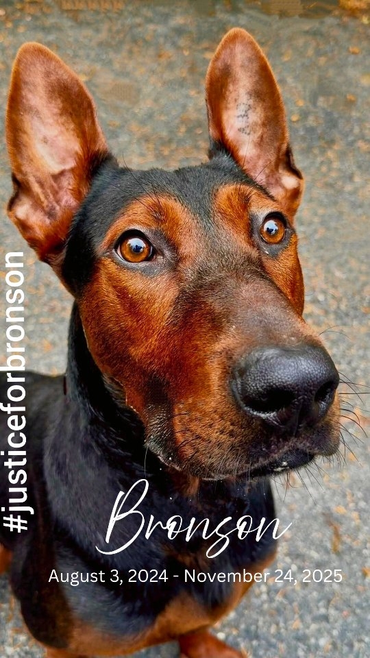 I’ve gone back and forth on weather I should share this on my kennel page or not, but I feel a responsibility to share what happened with Bronson now, in hopes of preventing anything similar from happening again.
I'm doing my best to share the facts, nothing more, nothing less, and everything stated here is based on my direct experience or information I was provided and have documentation to support.
When Bronson turned 1, I delivered him to Tess Richards in PA. He had been gone for 3 months, and everything seemed to be going great, until it was too late.
I was initially told that Bronson had gone slightly off food and then off his ball, and had been seen by her urgent care vet who did not feel hospitalization was necessary. I was told his bloodwork and fecal came back normal, with only mild dehydration noted. Since the handler had the week off work, the plan was to monitor him at home, administer subcutaneous fluids, and follow up Monday.
Given the circumstances described, I did not feel alarmed beyond normal concern, especially considering the handler’s medical background.
The following evening, I came across a post stating that Bronson had been in emergency care for approximately 36 hours and had just returned home. This directly conflicted with what had been communicated to me the day prior.
When I went back to review our message thread to confirm timelines, the post had been deleted.
Almost immediately after, I received a message that Bronson had suddenly declined and was on the way to the ER.
Not long after that, I was informed that Bronson had arrived deceased.
When he arrived, the veterinarian noted that he was very underweight. At that point, arrangements were made to preserve him for a necropsy so that answers could be obtained.
There were complications with the facility regarding established veterinary care, so I made it clear that I was the legal owner and would be making decisions moving forward. Because of this, the initial facility declined to proceed.
I spent the next full day contacting multiple locations to secure a necropsy before the Thanksgiving holiday, as timing was critical for accurate results.
Continued in comments....