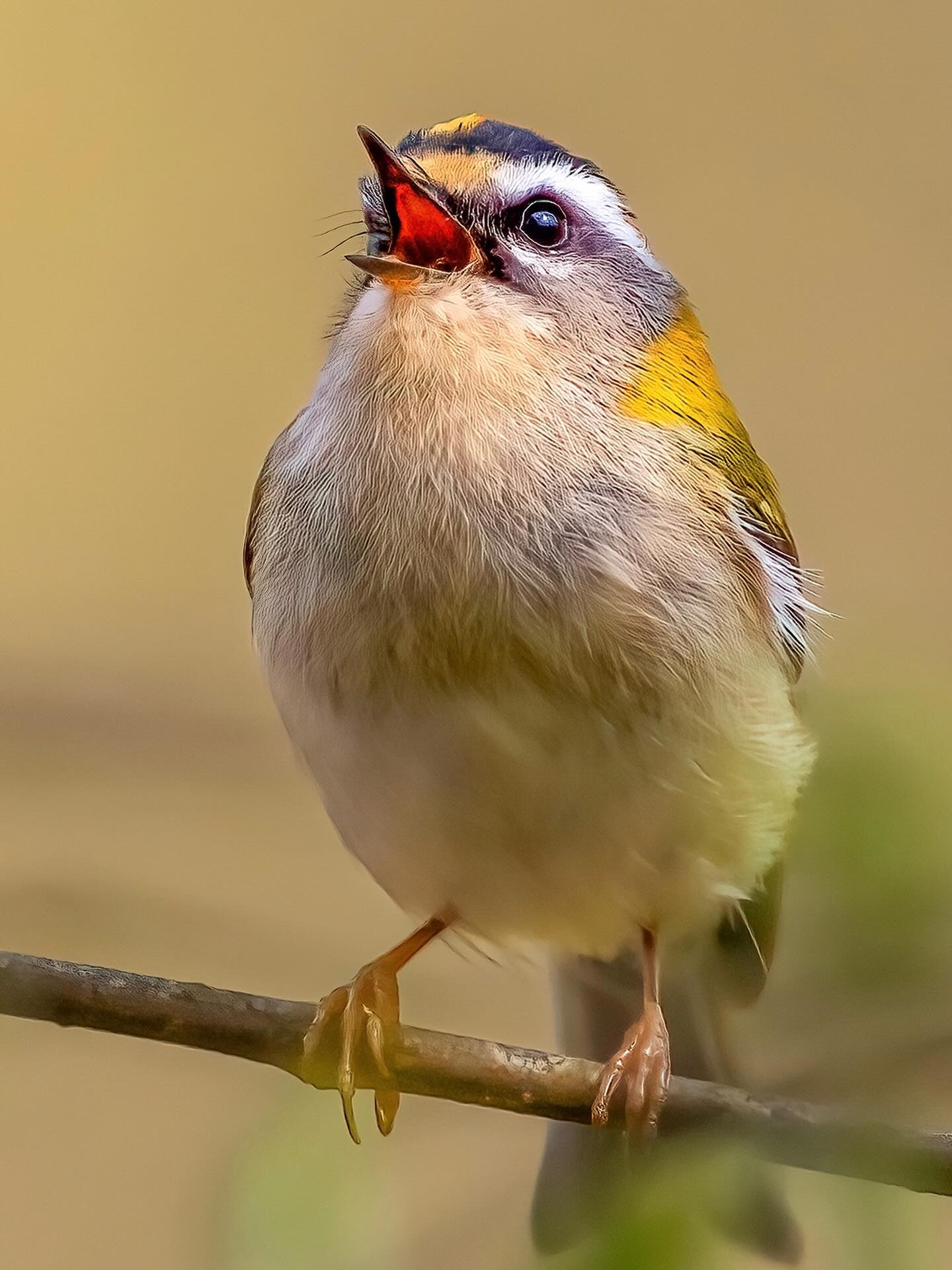 Das Sommergoldhähnchen – winziger Waldkönig mit Flammenkrone.
Stell dir einen Vogel vor, so leicht wie ein Blatt im Wind, aber mit der Energie eines Espresso-Shots. Genau das ist das Sommergoldhähnchen – einer der kleinsten Vögel Europas und trotzdem ein quirliger Dauerflitzer.
Es liebt Fichten und Tannen, hüpft rastlos durch Zweige und sucht dabei nach Insekten – oft kopfüber, als hätte es die Schwerkraft einfach ignoriert.