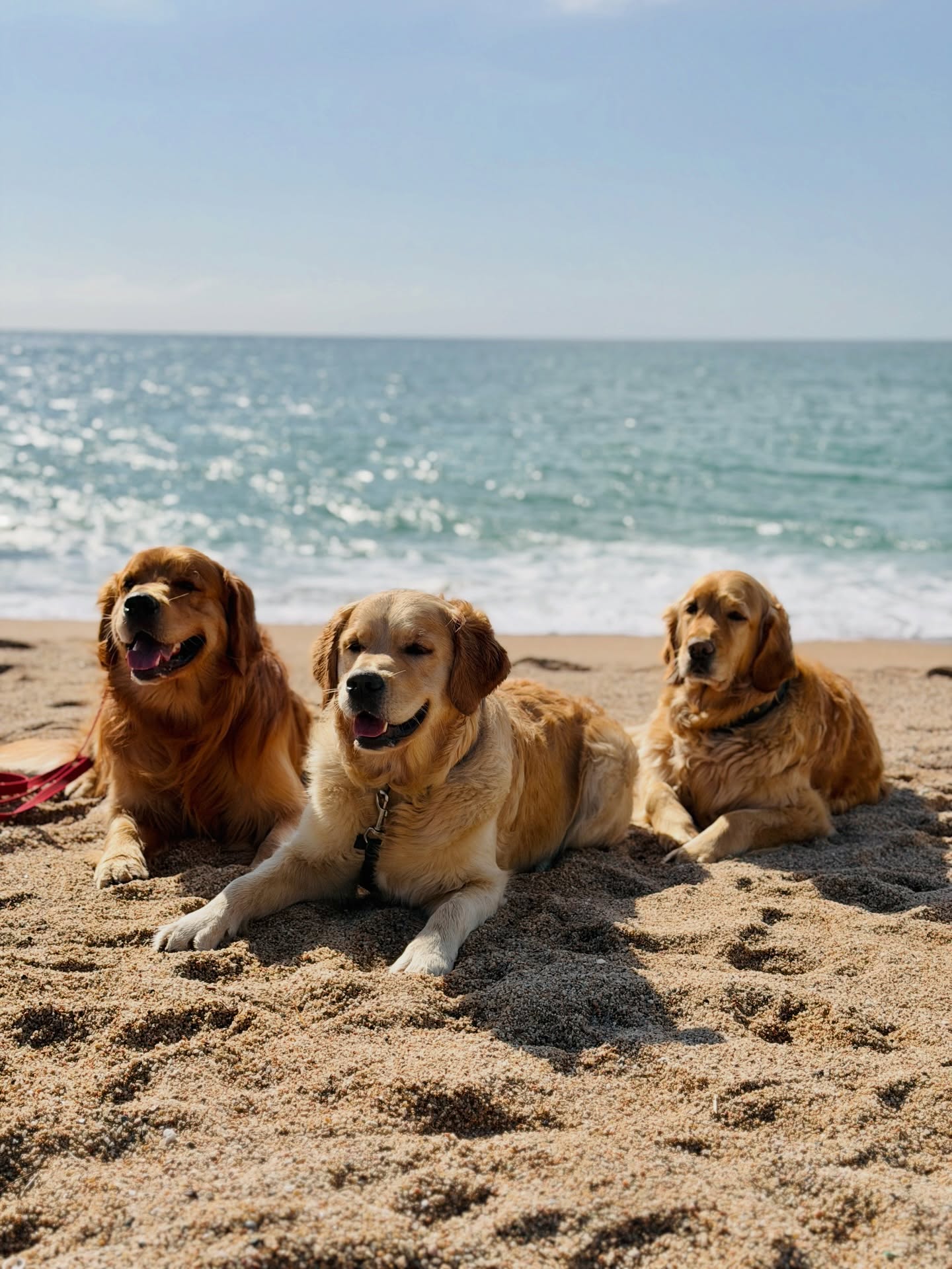 Lo que veis💛 vs. detrás de cámaras 🎥
~
#dogtraining #dogtrainer #goldenretriever #goldenretrieverworld #dogsofinstagram