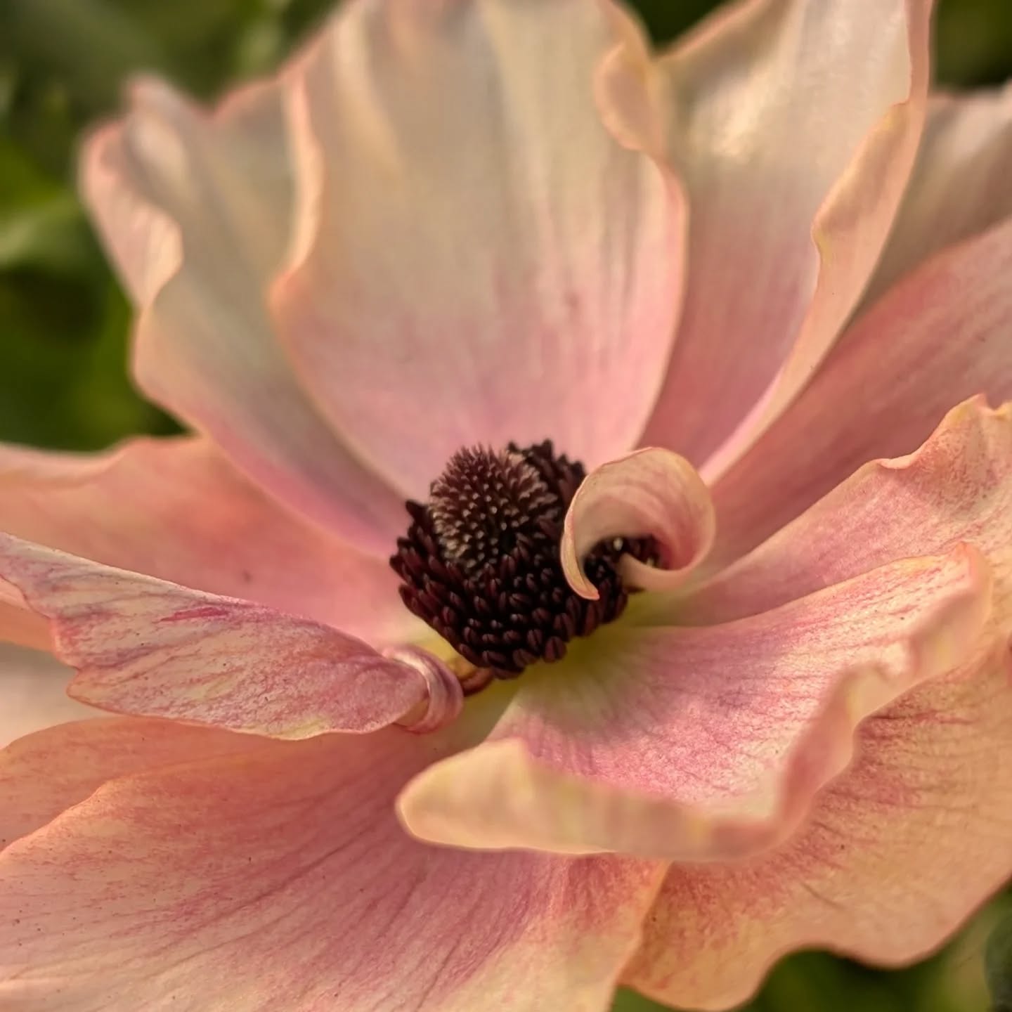 Saturday sun indeed! Smitten by these shiny beauties once again this year. Such long strong stems, was it the magical volcanic rock dust I added to their beds last Autumn?!
#ranunculus #butterflyranunculus #blackshedapril #easterflowers