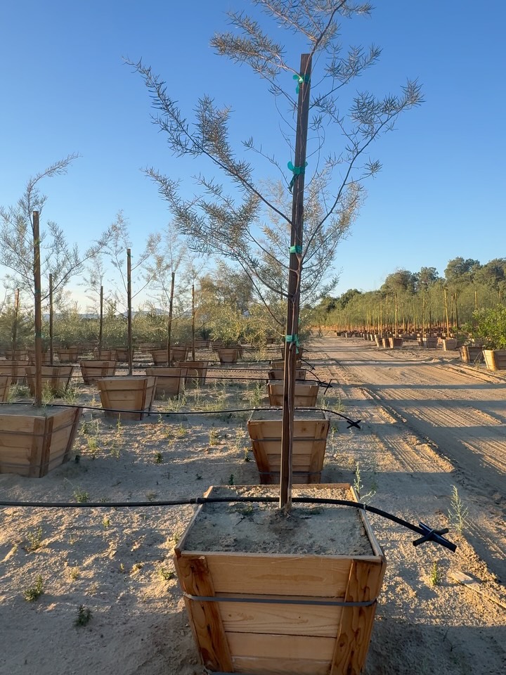 Micro… but Make It Macro
Small name.
Serious presence.
Acacia aneura ‘Micro’ —
a study in scaled refinement.
Slim, slender phyllodes —
fine-lined, filamented, feather-light —
yet finished in that unmistakable icy silver aneura hue.
Call it a paradox in plant form:
Micro foliage.
Macro effect.
Because in botany, reduction isn’t retreat —
it’s refinement.
Narrow phyllodes mean less surface area,
less transpiration,
more efficiency under desert demand.
In other words:
Smaller leaf.
Smarter system.
Light filters cleaner.
Air moves easier.
Structure reads sharper.
A tree that trades bulk for precision performance.
These 24” Acacia aneura ‘Micro’ bring all the cool-toned composure of classic aneura —
just edited, elevated, and exceptionally efficient.
Minimal leaf.
Maximum impact.
Micro, yes.
But in the landscape?
Decidedly macro.
#AcaciaAneura #AcaciaMicro #DesertTrees #RoadrunnerTreeFarm #CasaDelZorroNursery