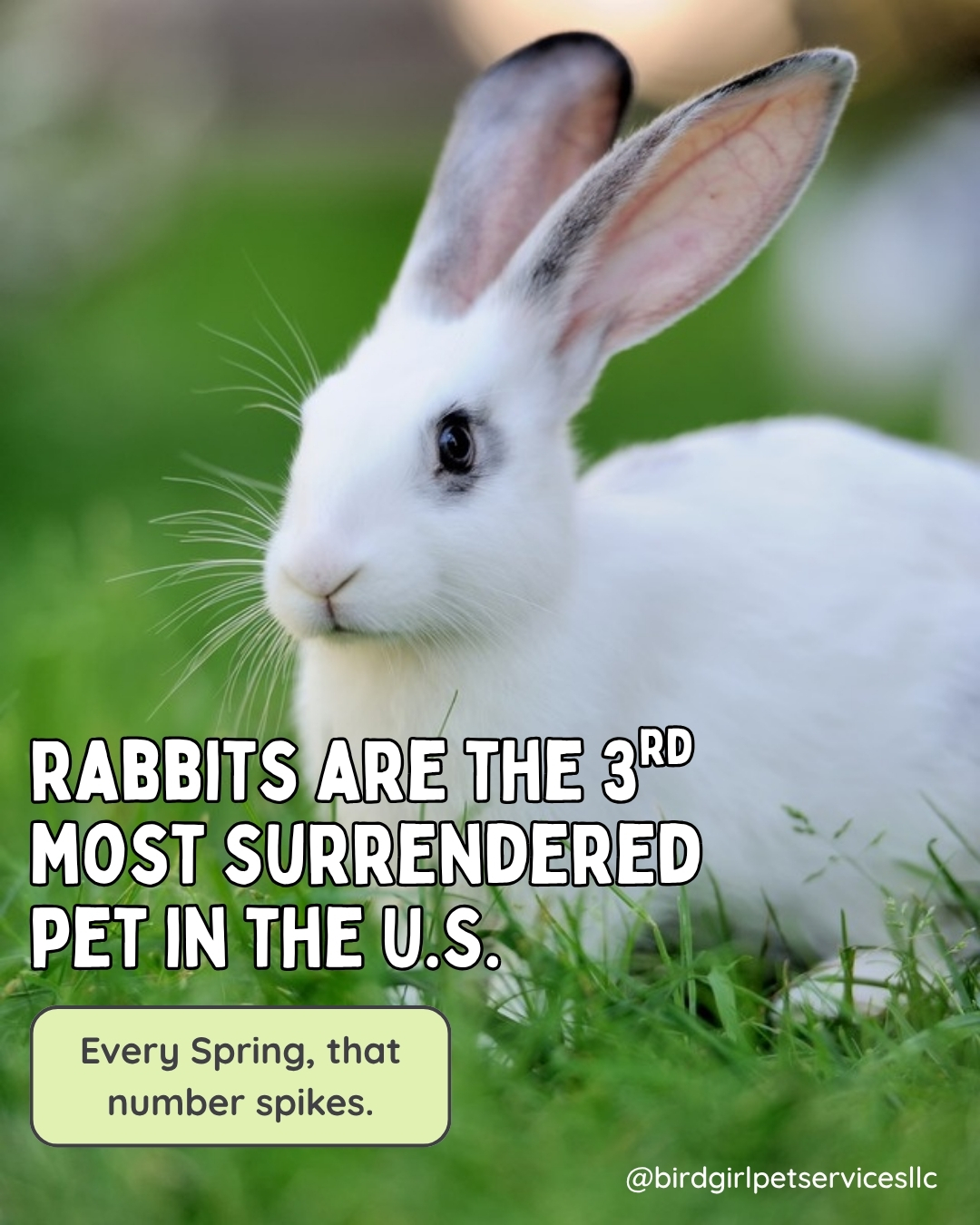 Rabbits are the third most surrendered pet in the country, right behind dogs and cats. Every spring, that number spikes. A second wave follows in summer when rabbits hit adolescence and start showing territorial behaviors.
Most families who bring home an Easter bunny have good intentions. They just do not have the full picture of what rabbit care actually involves.
Here on Long Island, the Long Island Rabbit Rescue Group sees that overflow every spring. The pattern is consistent, and it is preventable.
If your family is genuinely interested in a rabbit, that is a great thing. Just be sure to do the research first.
Know the real cost. Know the real commitment. And consider adopting from a rescue rather than purchasing from a pet store.
Share this with someone who needs to see it.
Read the full post on our website: Link in Bio
#BirdGirlPetServices #ExoticPetCare #AdoptDontShop #RabbitCare #LongIslandPets