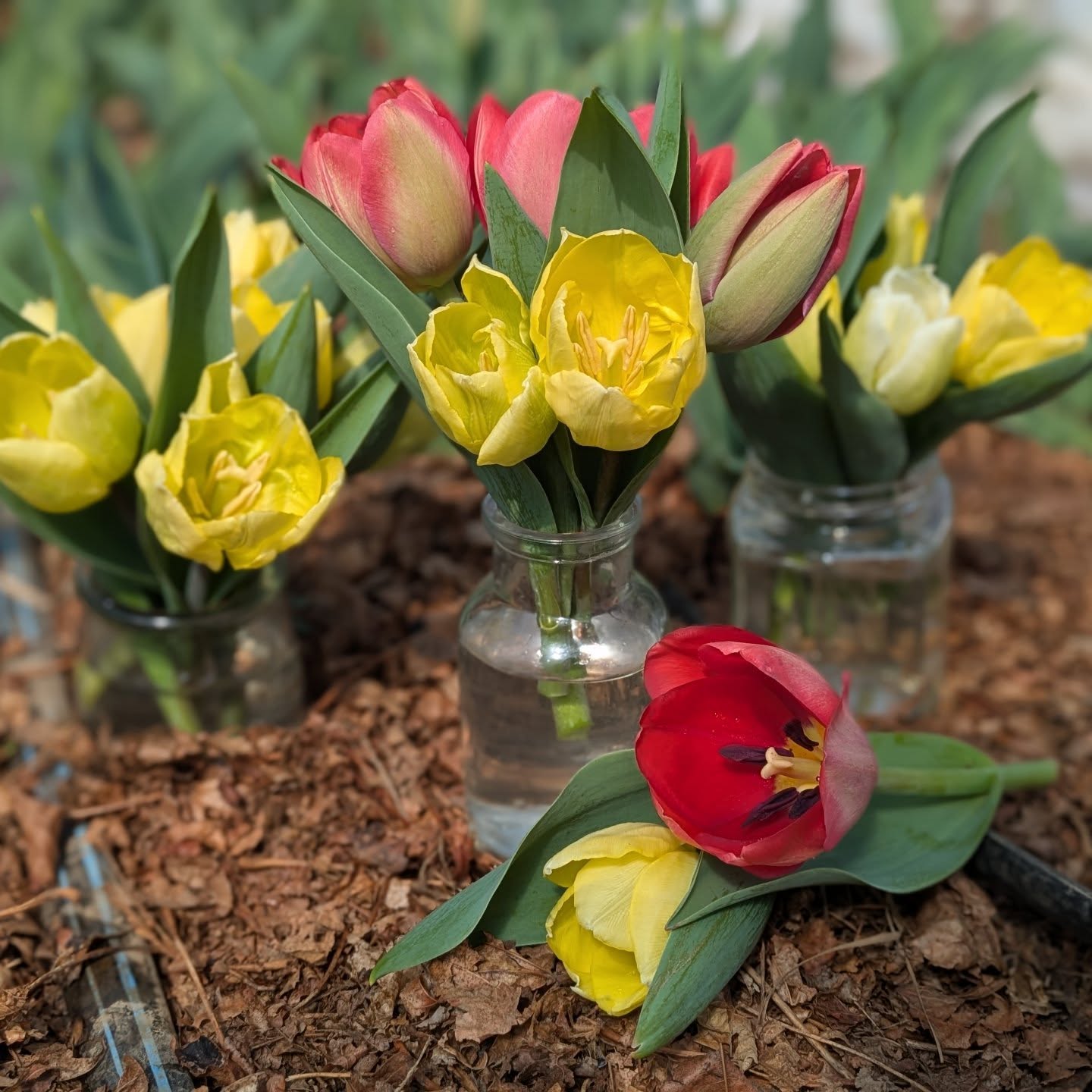 First time growing a few tulips here folks, and apparently I need to do my homework. They are all about 6 inches tall. š
But if you are interested in a fresh little pop of color, these tulip jelly jars are just $5. We have a few available along with some salad right now in the sales fridge. Let us know if you're coming by (or reserve your order through the website), so we can make sure the gate is open for you.