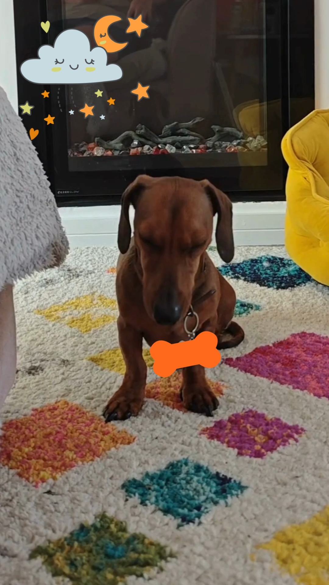 Watson finally admitted defeat to the snooze 🤭😴