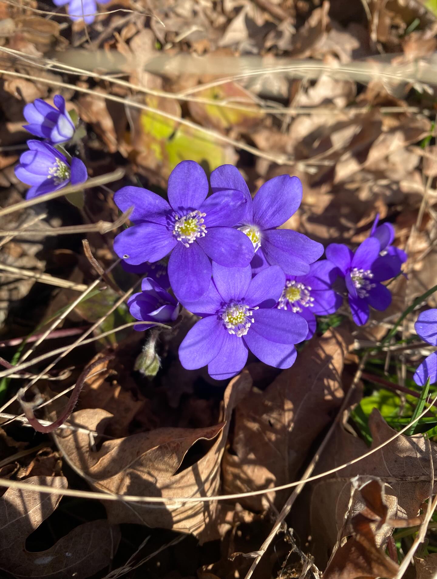 💙 Ibland behöver man bara få sätta sig mitt i en ekbacke fylld av blåsippor med sin fyrbenta bästis och titta ut över glittrande hav. Går nog ej att få en bättre start på dagen🙏