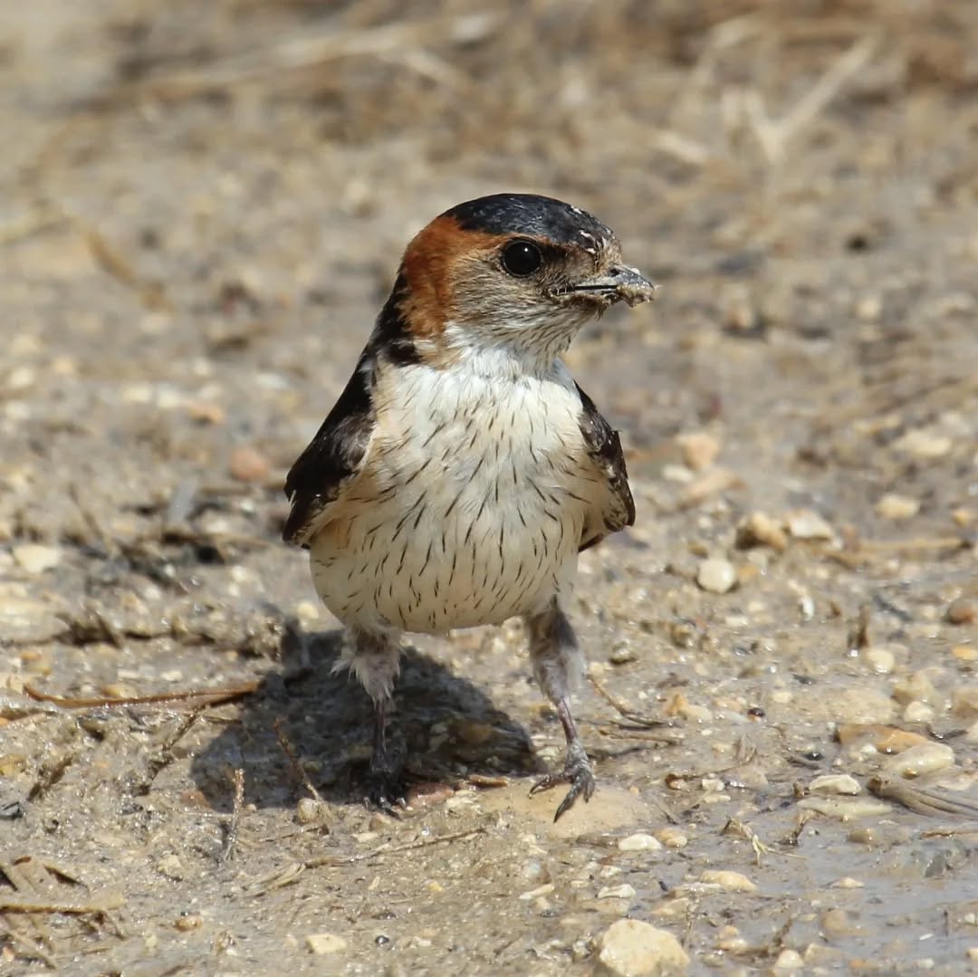 A red-rumped swallow at Katelios.
#islandwildlife #kefaloniawildlife #greekwildlife #guidedwildlifewalks #birdlovers