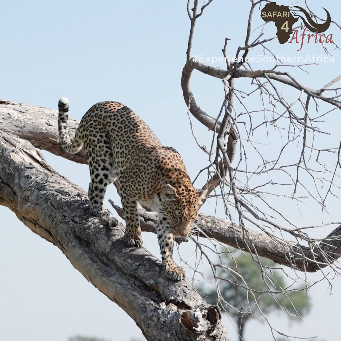 Safari4Africa offers discerning travellers exclusive access to Southern Africa’s most prestigious safari destinations. Our focus is on delivering sophisticated, world‑class experiences from start to finish.
#Safari4Africa #Safari
#LuxuryTravel #LuxurySafari #BespokeTravel #ExclusiveTravel
#SafariExperience #AfricanSafari #WildlifeTravel
#SouthernAfrica #ExploreAfrica #AfricaTravel #VisitAfrica #SafariAfrica
#LuxuryLodge #SafariLodge #LuxuryCamp #FiveStarTravel
#InstaTravel #TravelInspiration #LuxuryEscapes
#krugernationalpark
#southafrica
#namibia
#botswana
#zimbabwe