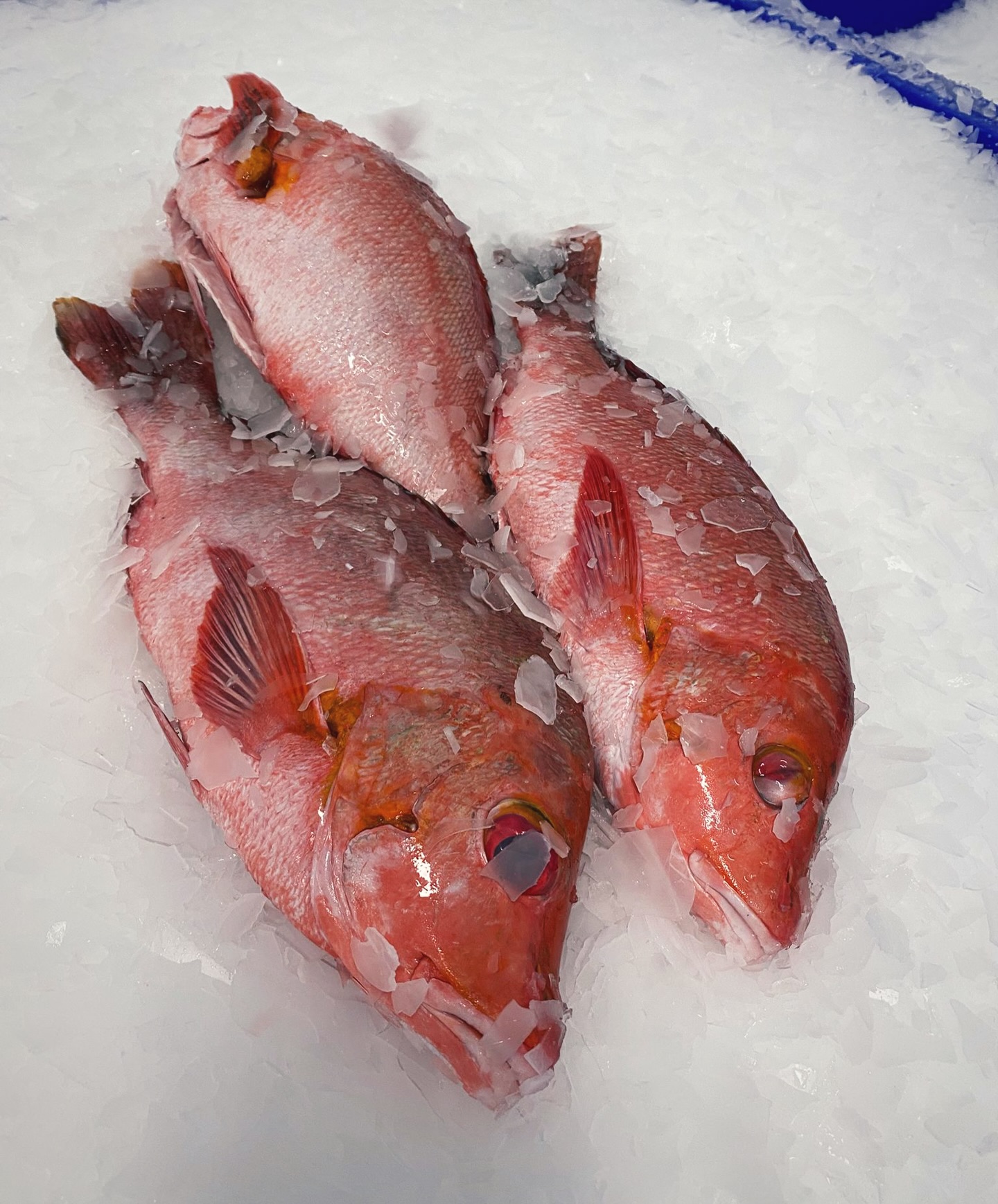 If you’ve got weekend menus on your mind, we’ve got fresh fish to help you get creative with your specials boards.
On this post we’ve got vibrant Red Snapper, 2-3kg Sea Bass and some fresh Mackerel.
And, can we remind you… this time next week it’s Good Friday. Just a reminder to get your orders in asap, as it’s one of the busiest weekends of the year for us all.
Talk to the team, let’s get planning. Together!
#fishmonger #freshfish #seabass
