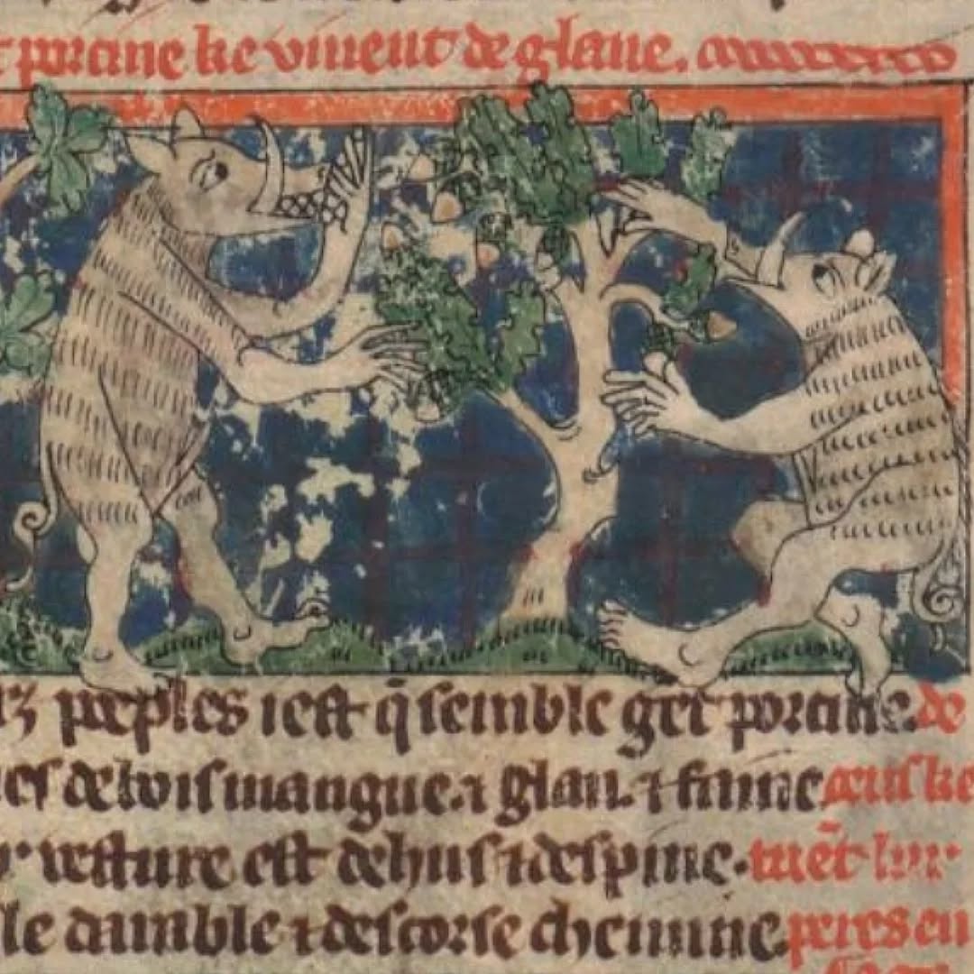 Peuples légendaires nouvelle série dans Thomas de Kent, Le roman d'Alexandre ou Le roman de toute chevalerie, v. 1308-1312.
Paris, BnF, ms Français 24364.
#curiosities #medievalart #medieval #medievalmanuscript #monsters
