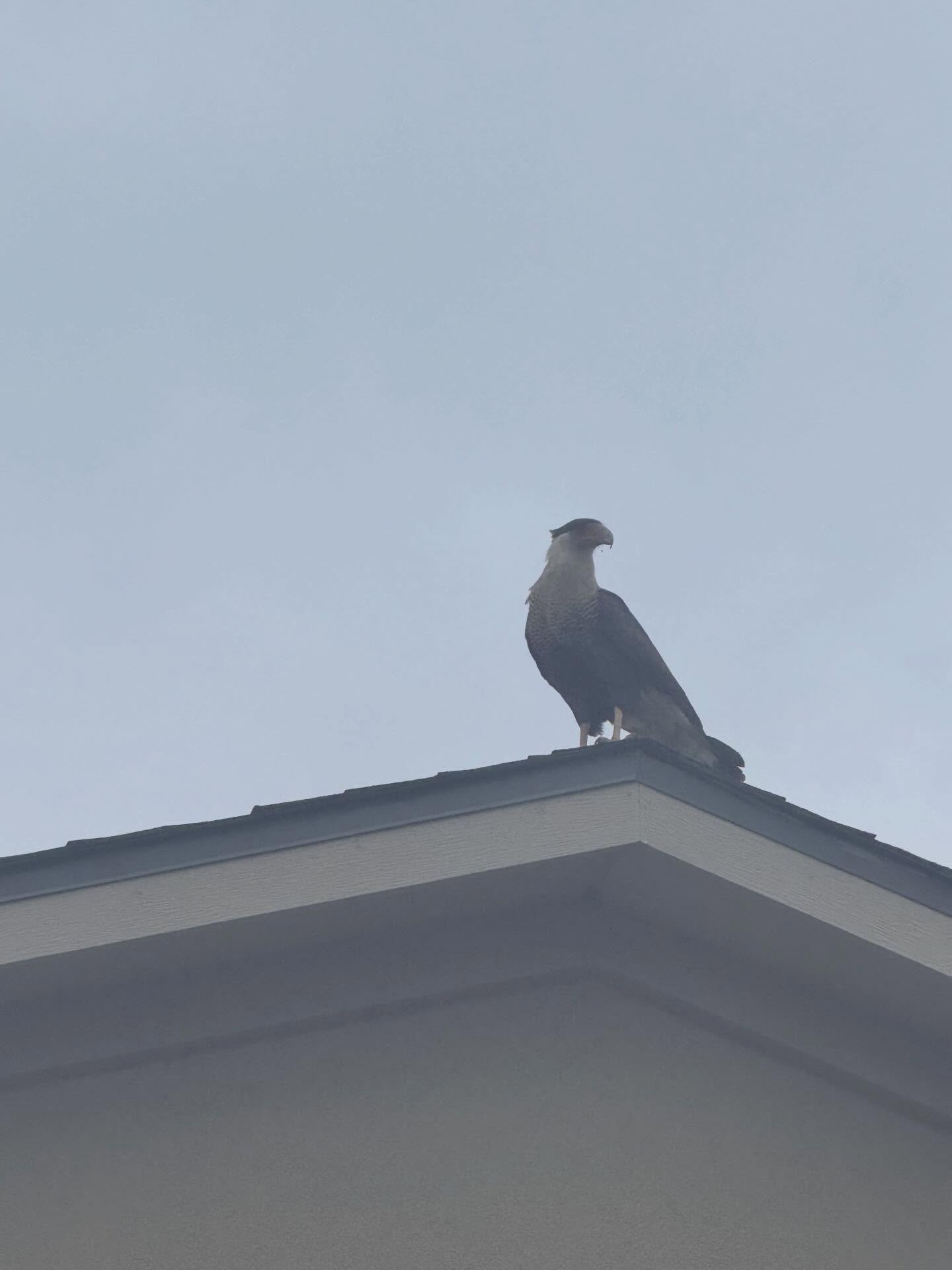 I think we had a Mexican Eagle in the neighborhood this morning!