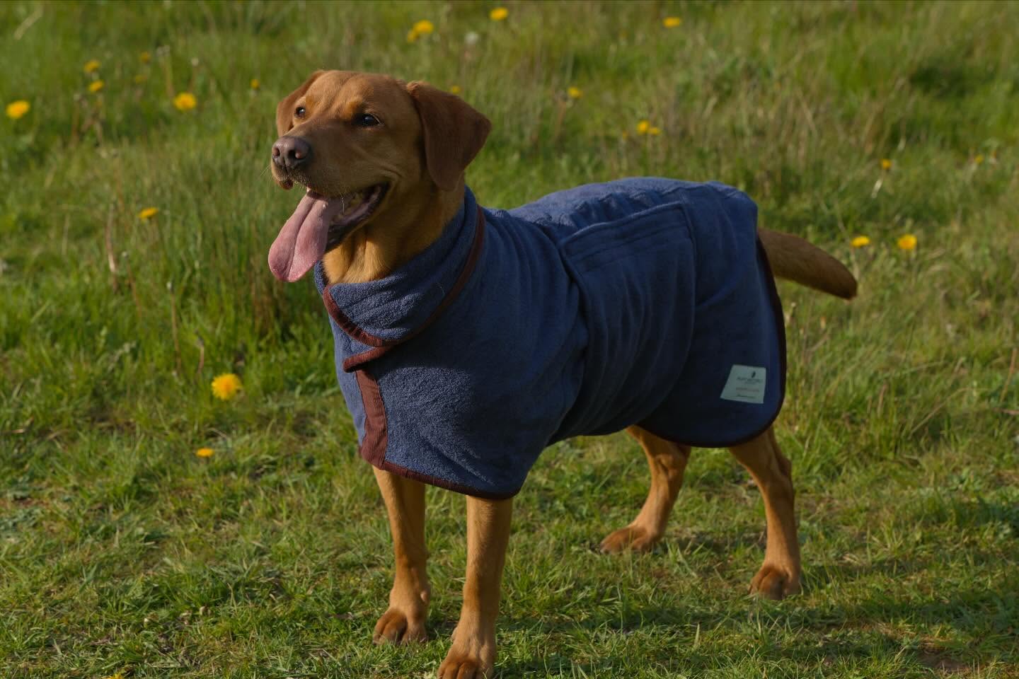 Oh Katie. You are just so pretty in your @ruffandtumbledogcoats Country Dog Drying Coat in French Navy 💙🐾
Looking super smart with our matching embroidery while keeping her warm, dry, and comfortable after a long day out training.
Use code SILVERACE10
#CountryDog #puppy #Foxred #DogStyle #dogtraining