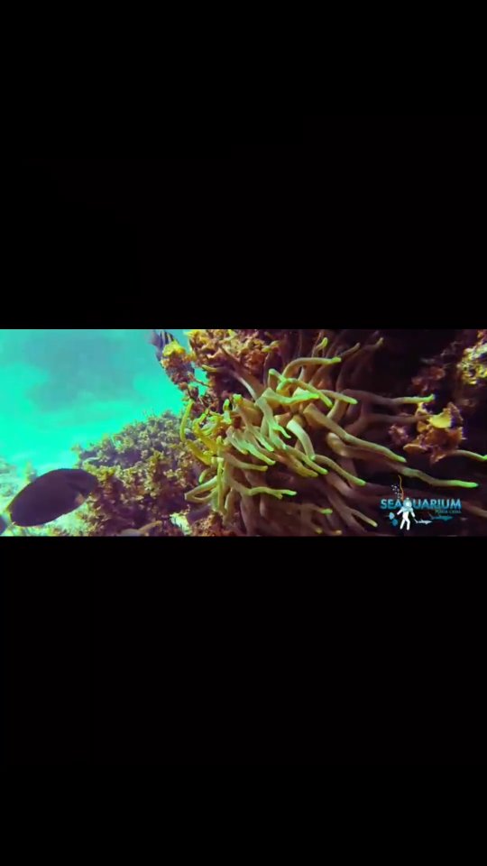 Experience the magic of
A unique Caribbean adventure you don’t want to miss ✨
📲 Book today and secure your spot
#PuntaCana #Seaquarium #Caribbean #Excursions #JohanaTravel